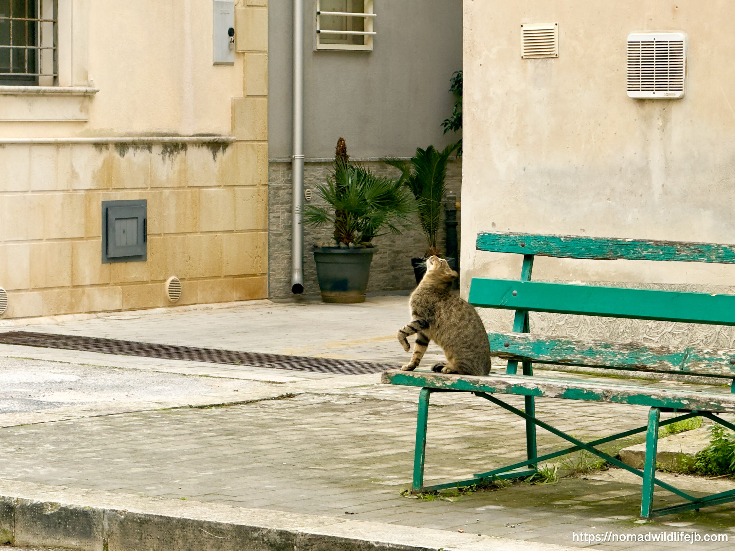 Cat resting on a bench in Scicli
