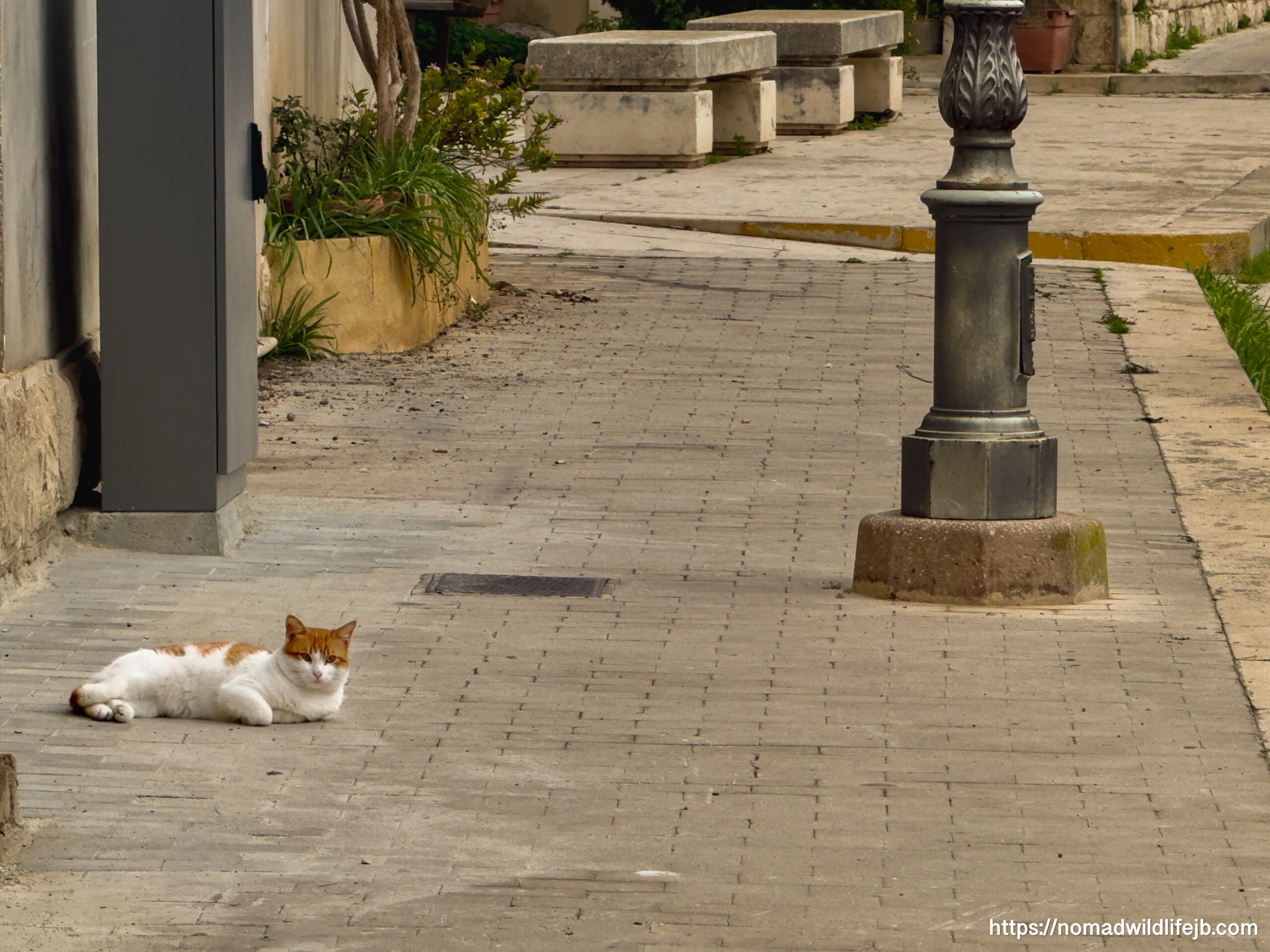 Final cat portrait in Scicli