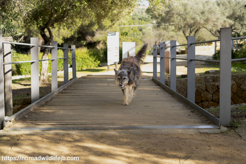 Wild dog standing alert among ancient stone ruins in warm light