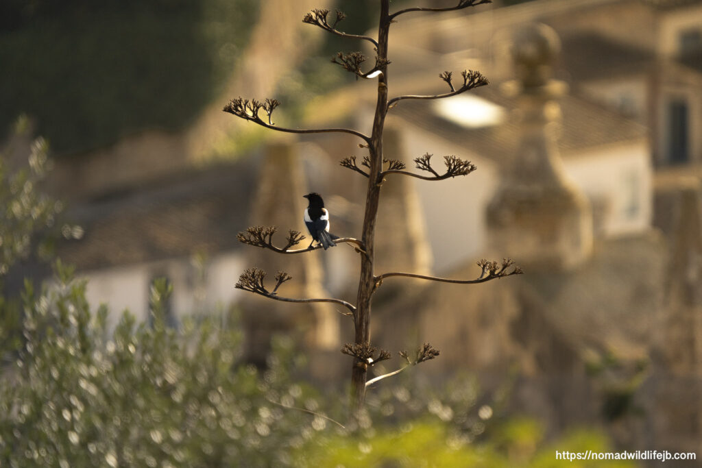 Small bird perched on dry plant stem against soft blurred background