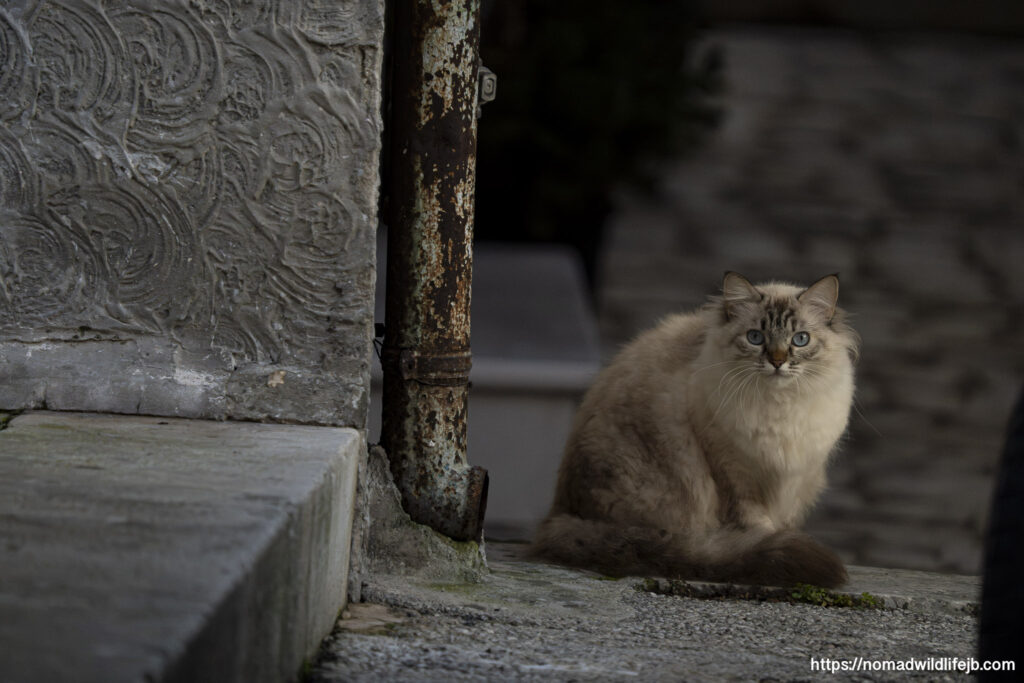 Fluffy stray cat resting beside weathered stone wall