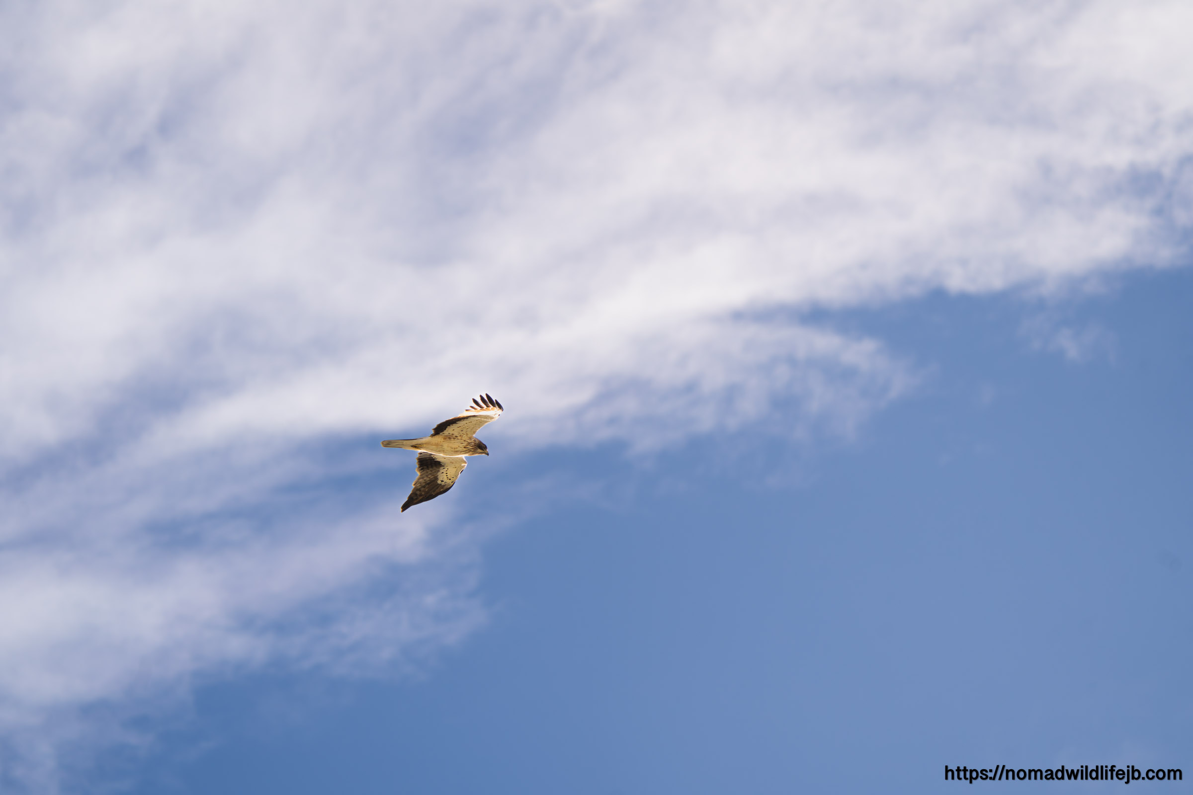 Likely peregrine falcon hunting over Sicily