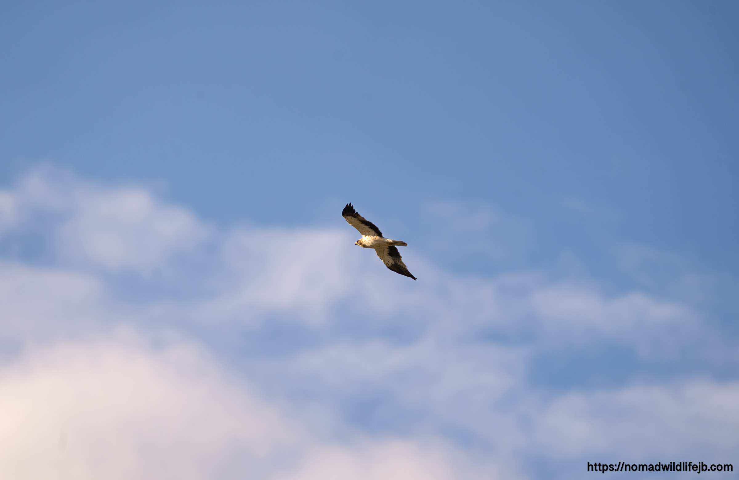 Likely peregrine falcon banking in flight over Sicily