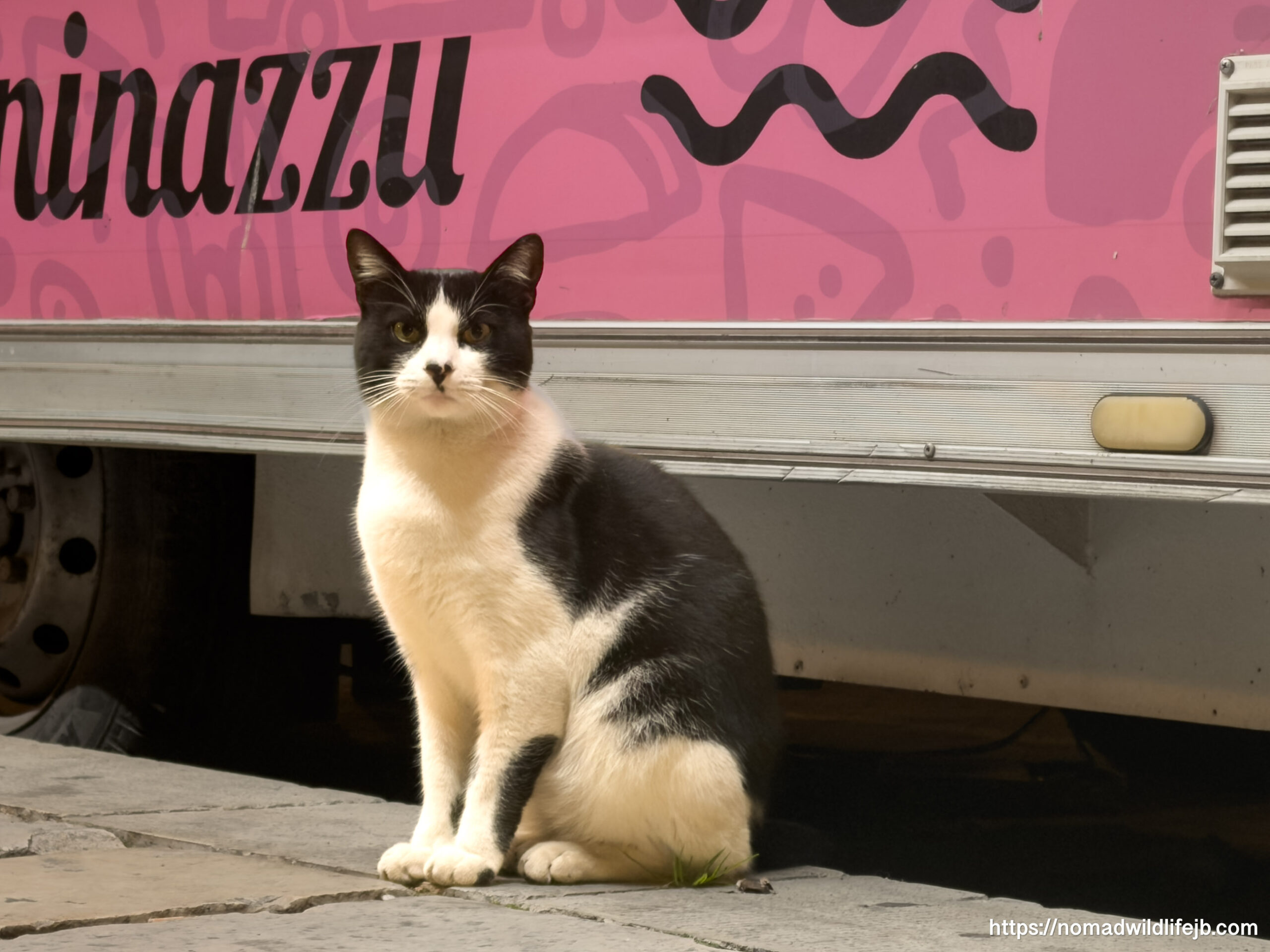 Street cat photographed by Jess in Scicli