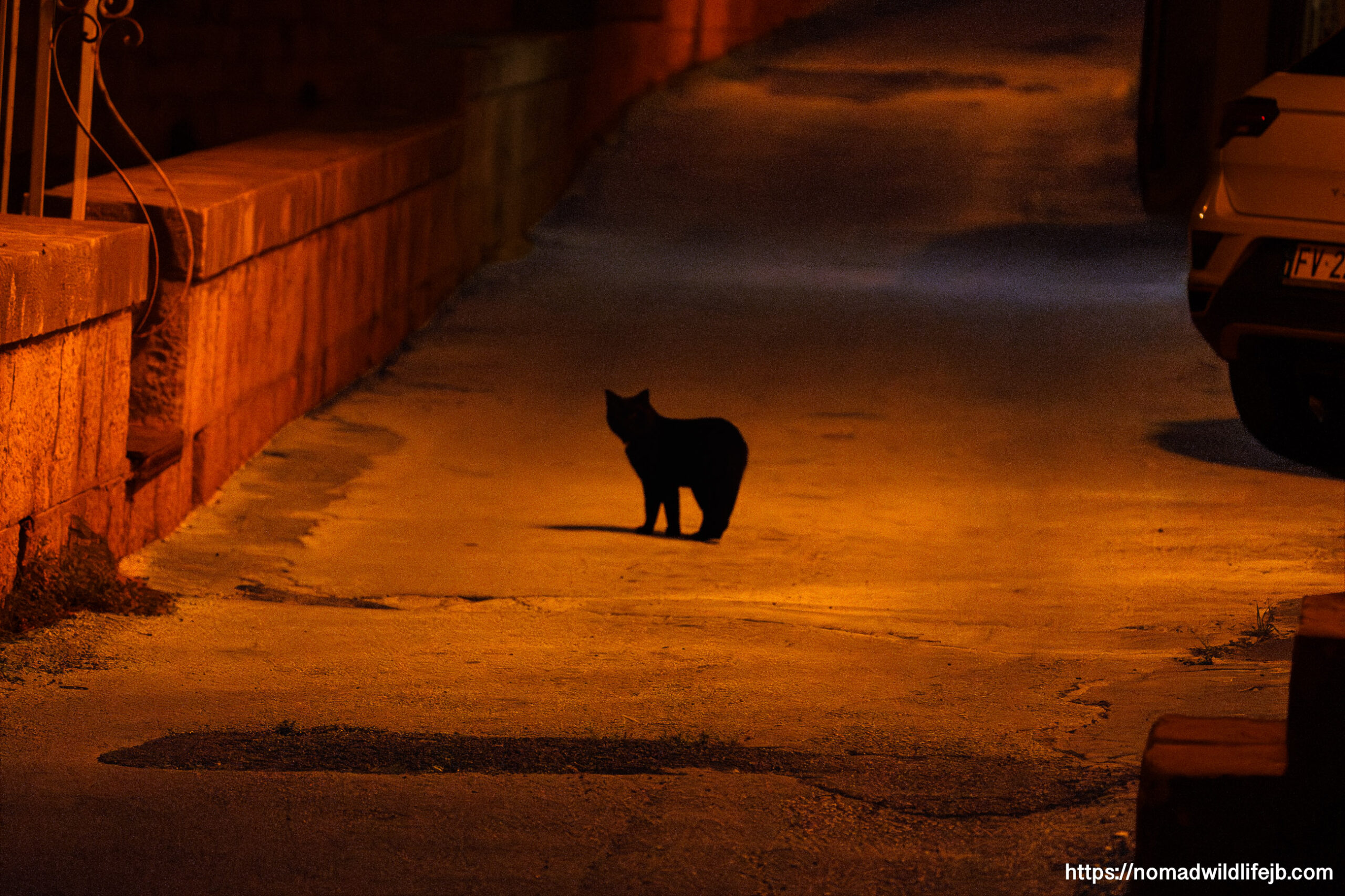 Street cat in Scicli