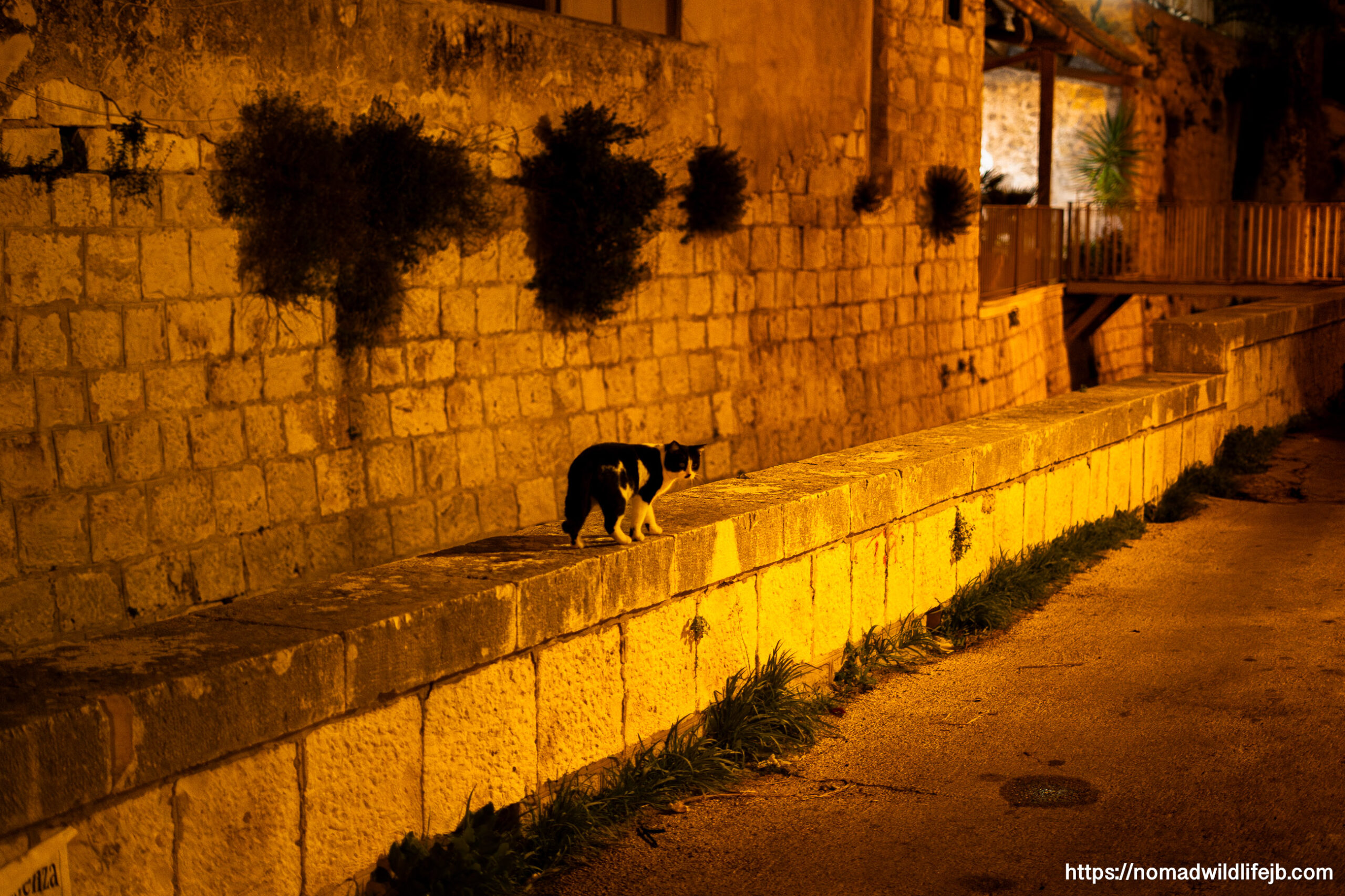 Street cat moving through Scicli