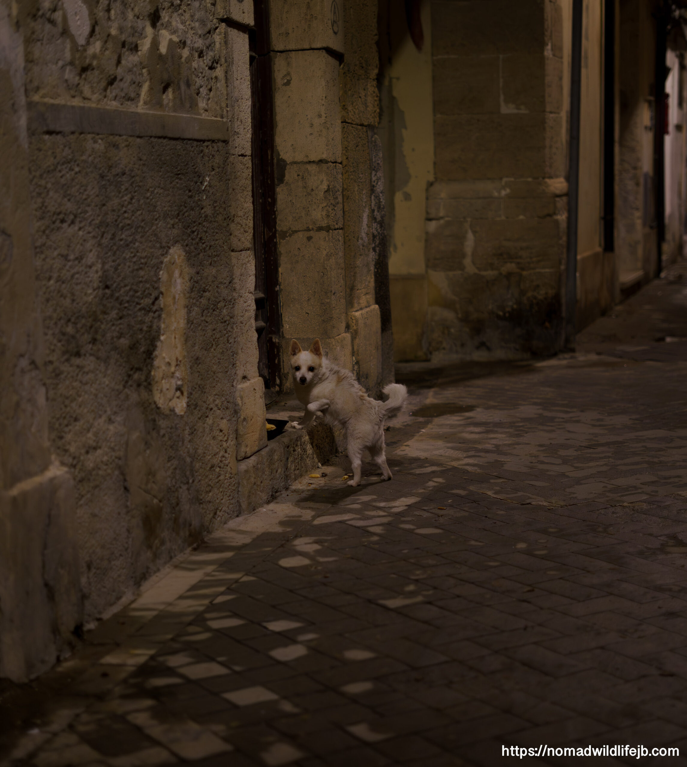 Small white dog standing in a narrow stone alley at night in Syracuse, Sicily