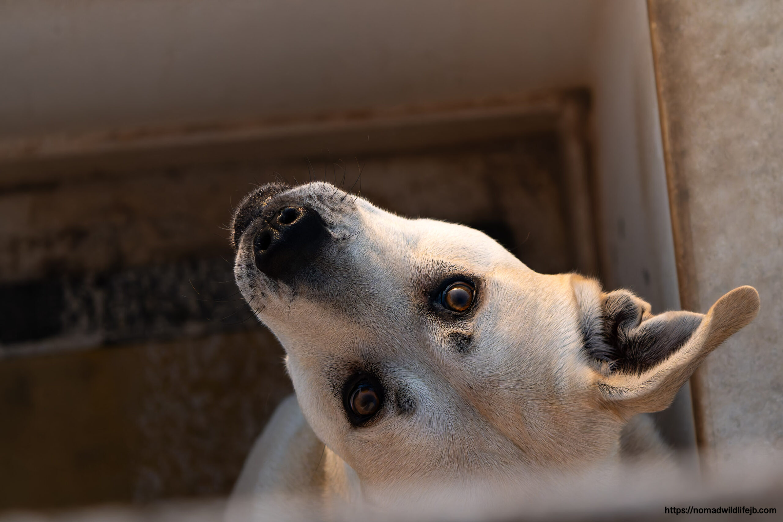 A dog looking up from an apartment doorway in Hammamet, Tunisia.