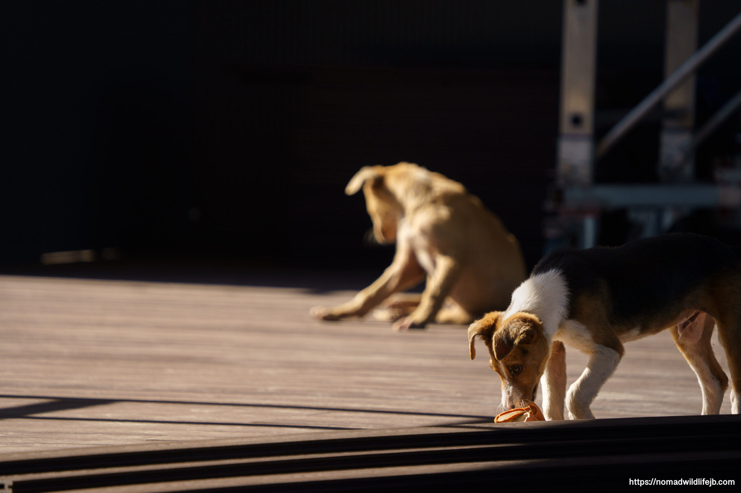 A small multicolored puppy sniffs and paws at a bright construction glove on a wooden deck while another puppy sits blurred in the background.