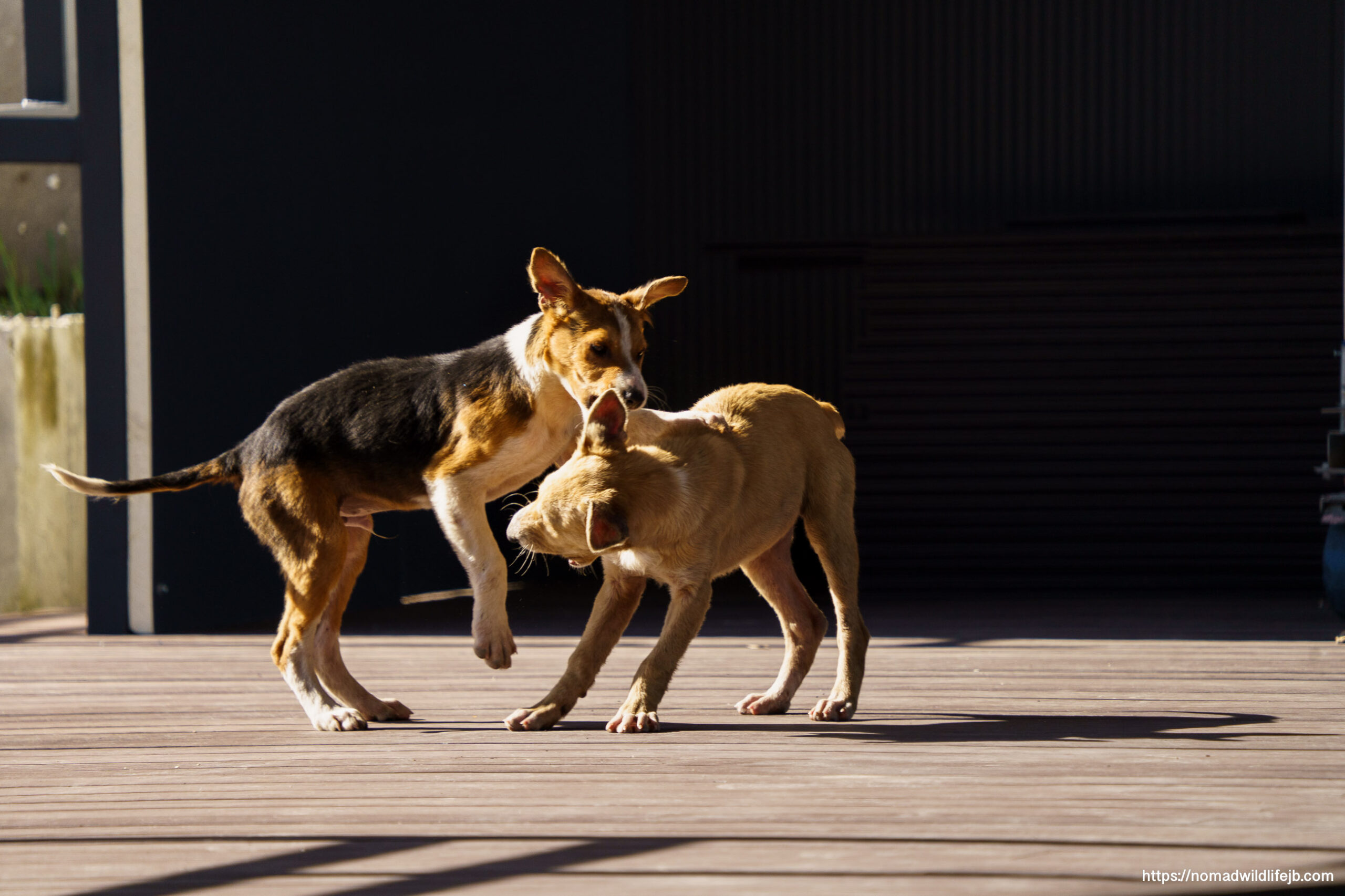 Two street dogs play-fight on a sunlit wooden deck, one gently mouthing the other’s neck as they wrestle.