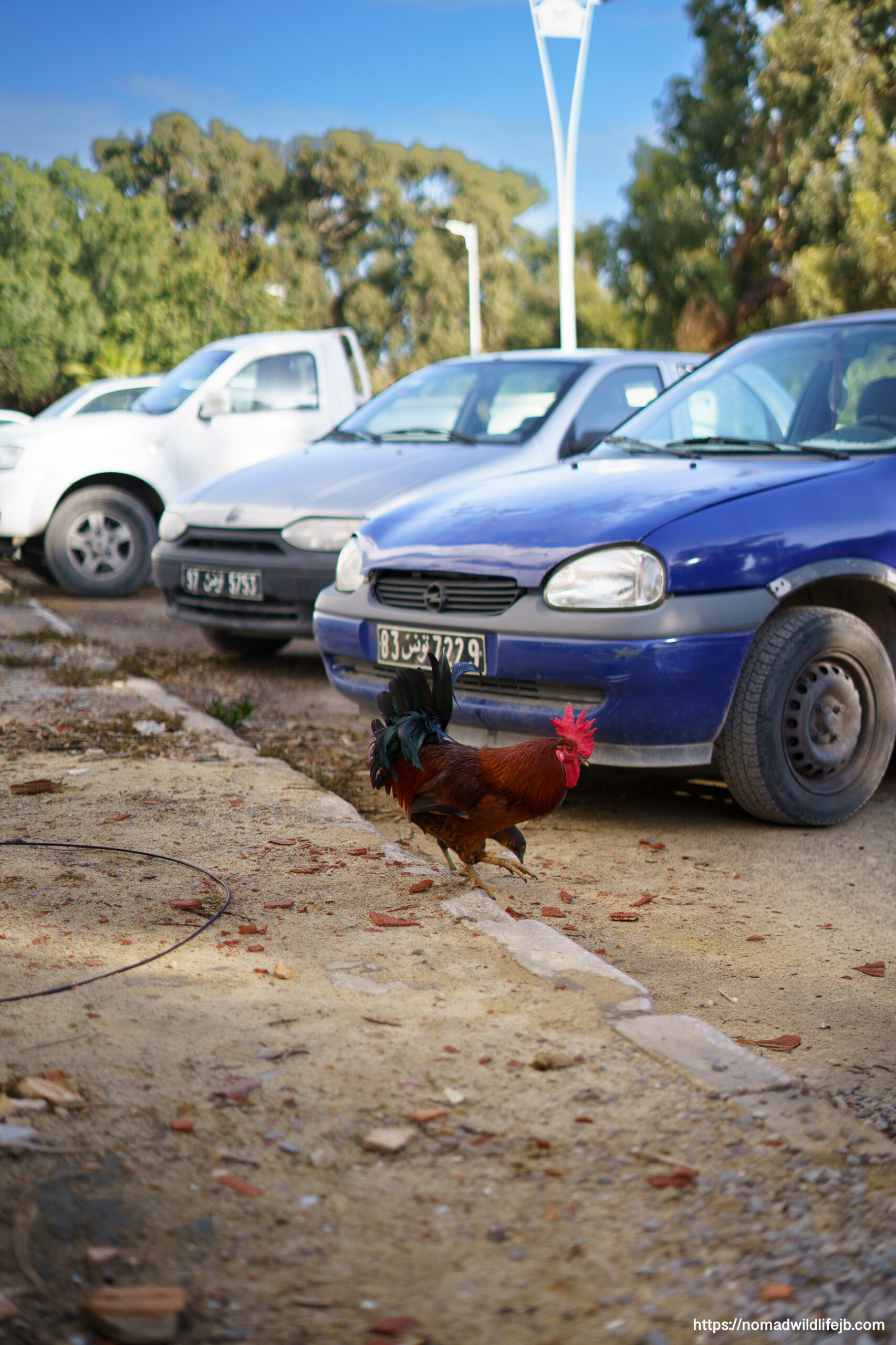 A rooster walking near parked cars in Hammamet, Tunisia.