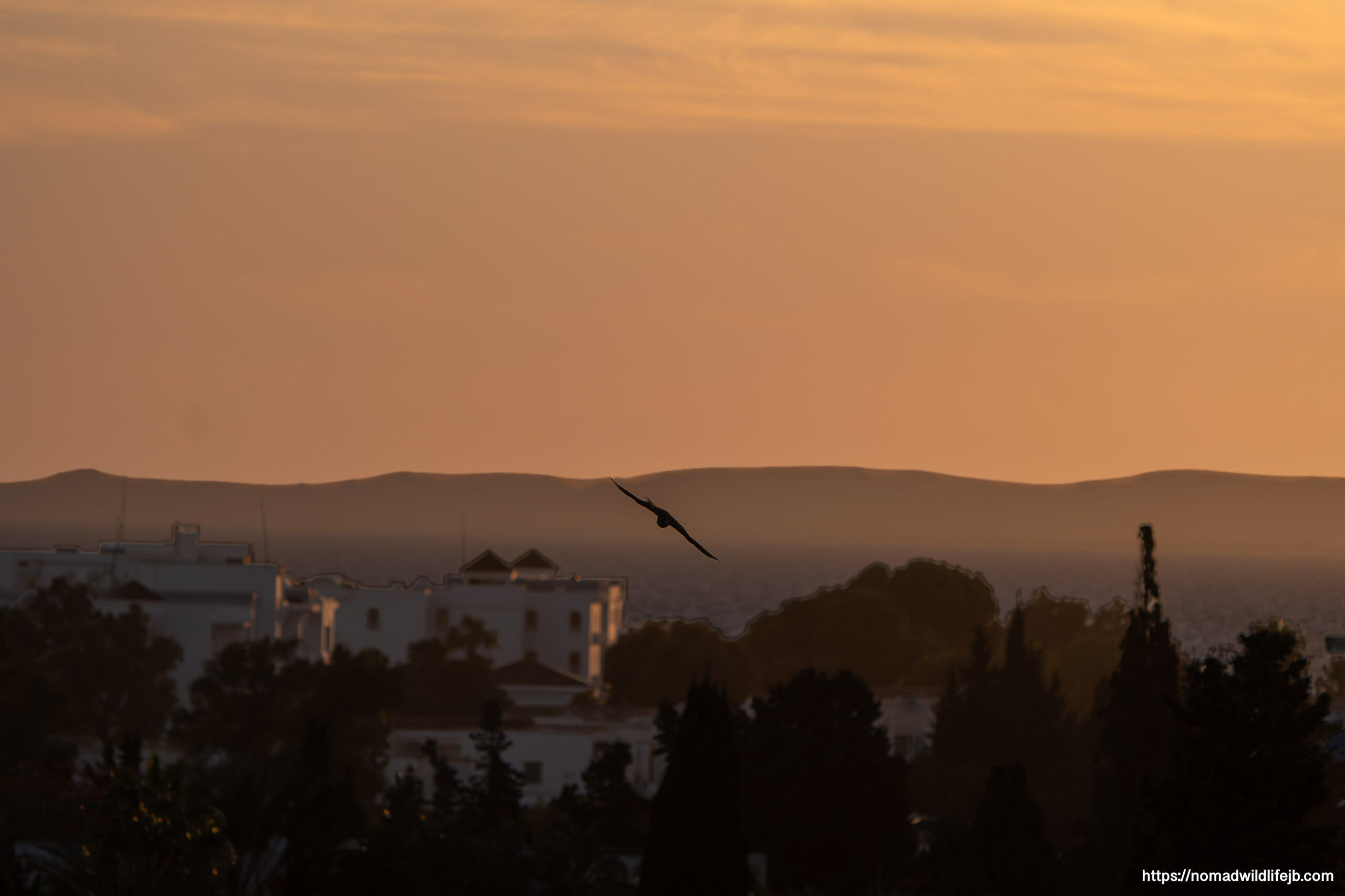 A kestrel silhouette flying at sunset over Hammamet, Tunisia.