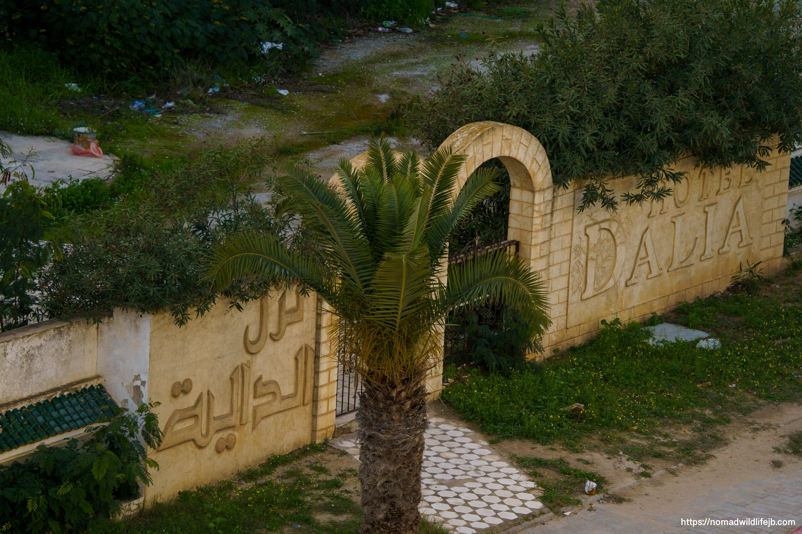 View from a rooftop overlooking a hotel wall and greenery in Hammamet, Tunisia.