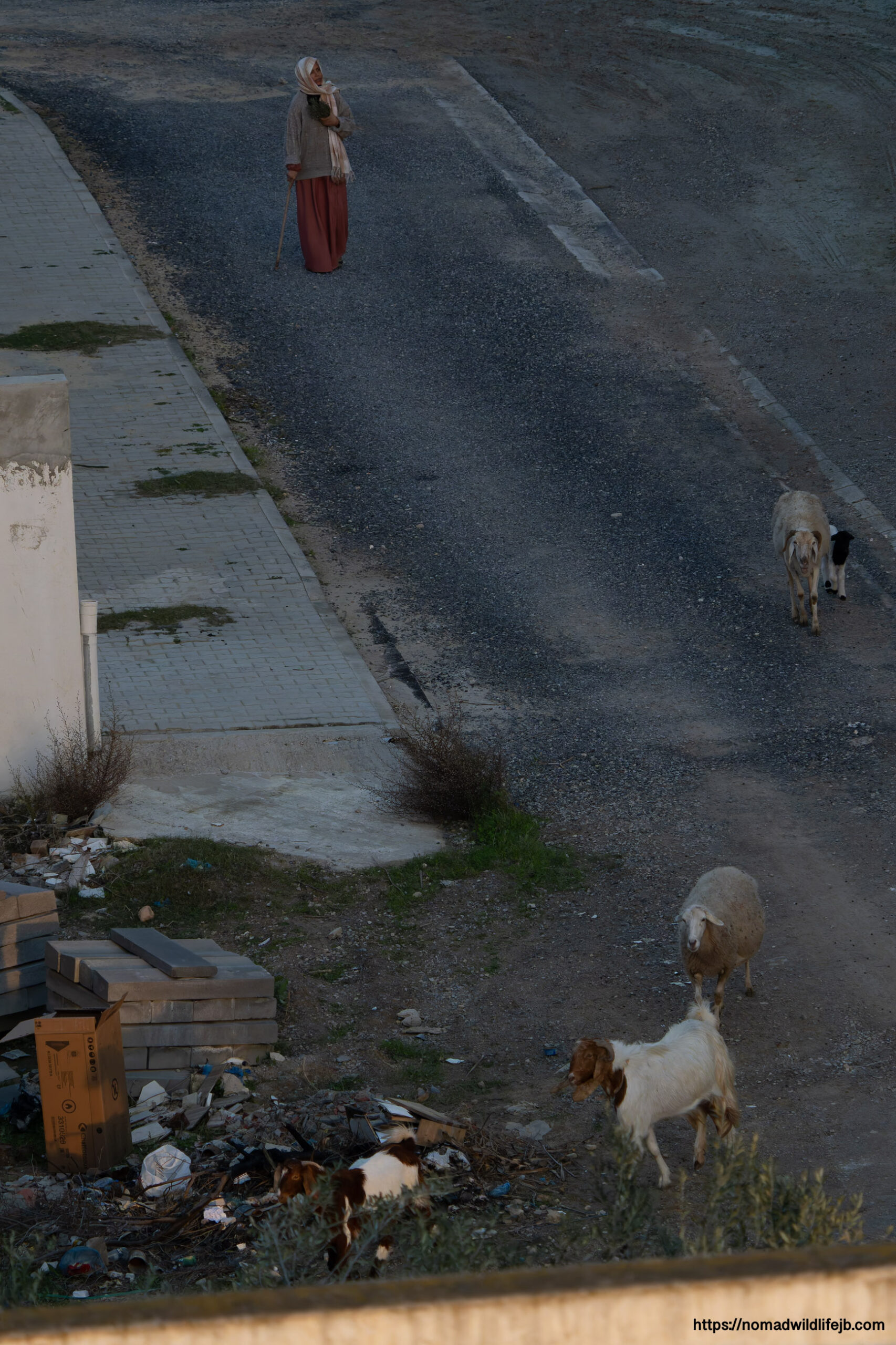 A shepherd walking with sheep along a roadside in Tunisia.