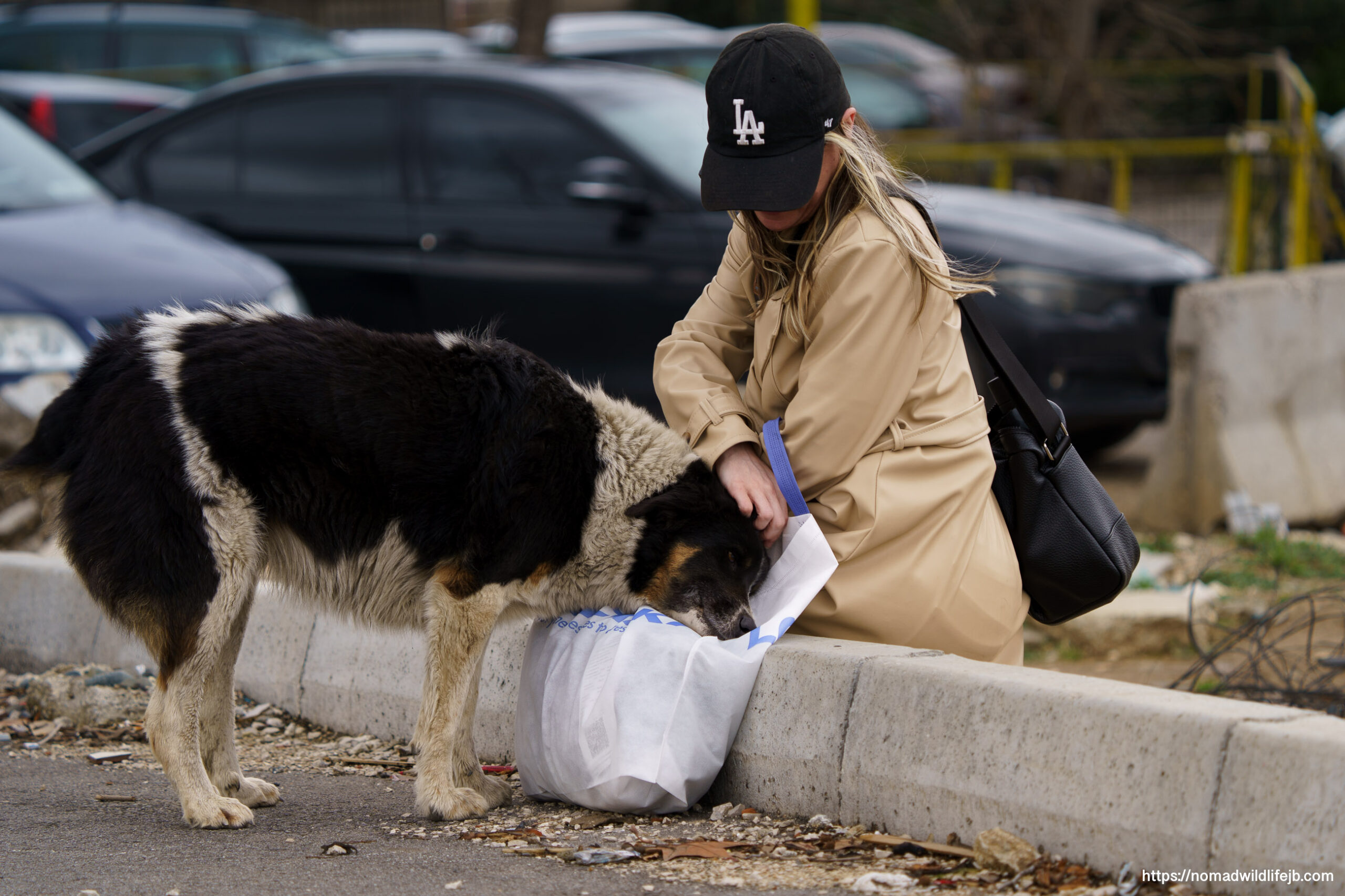Woman interacting with friendly street dog in Tirana, Albania.