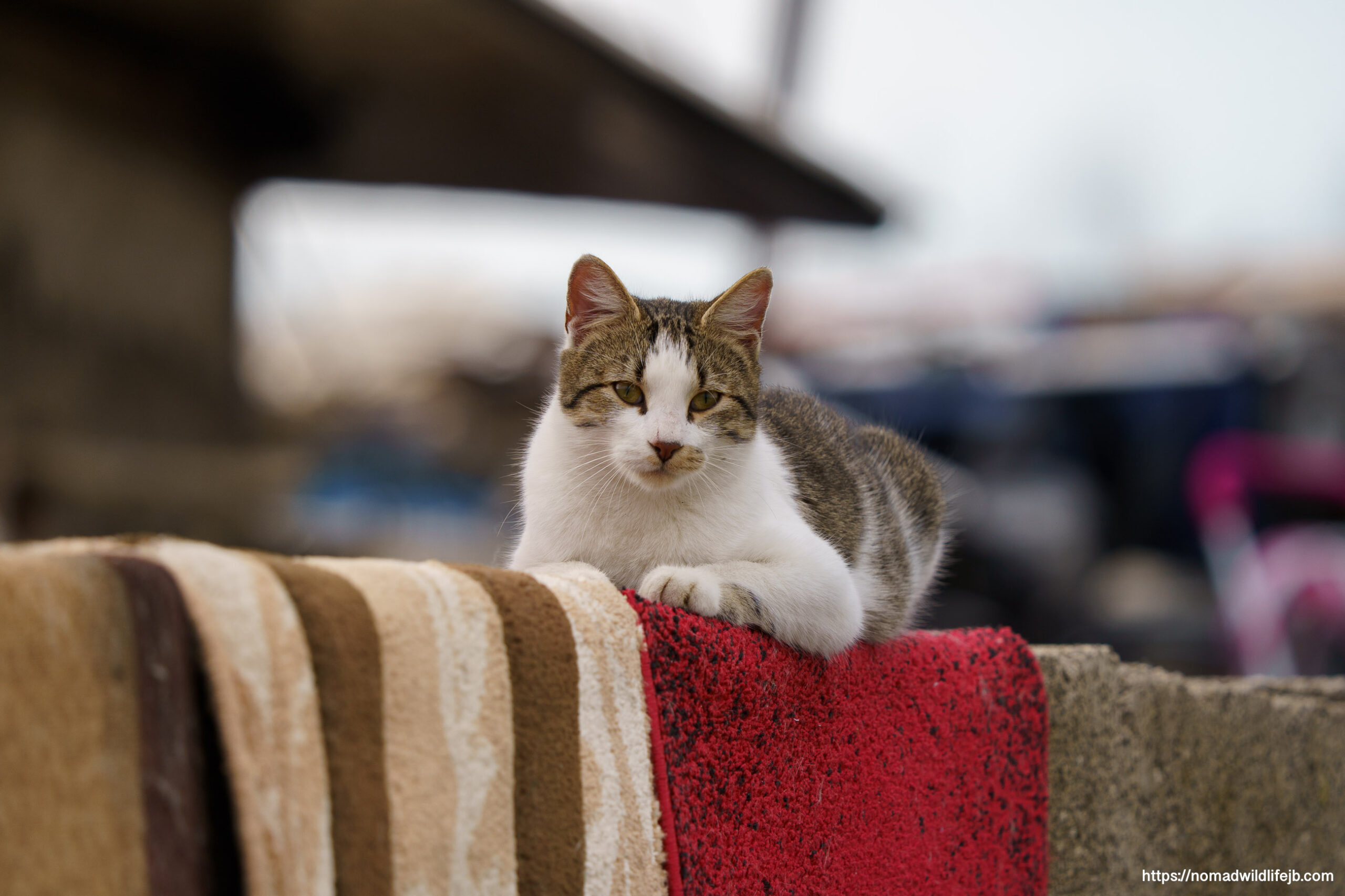 Relaxed cat resting on textiles in Tirana, Albania.