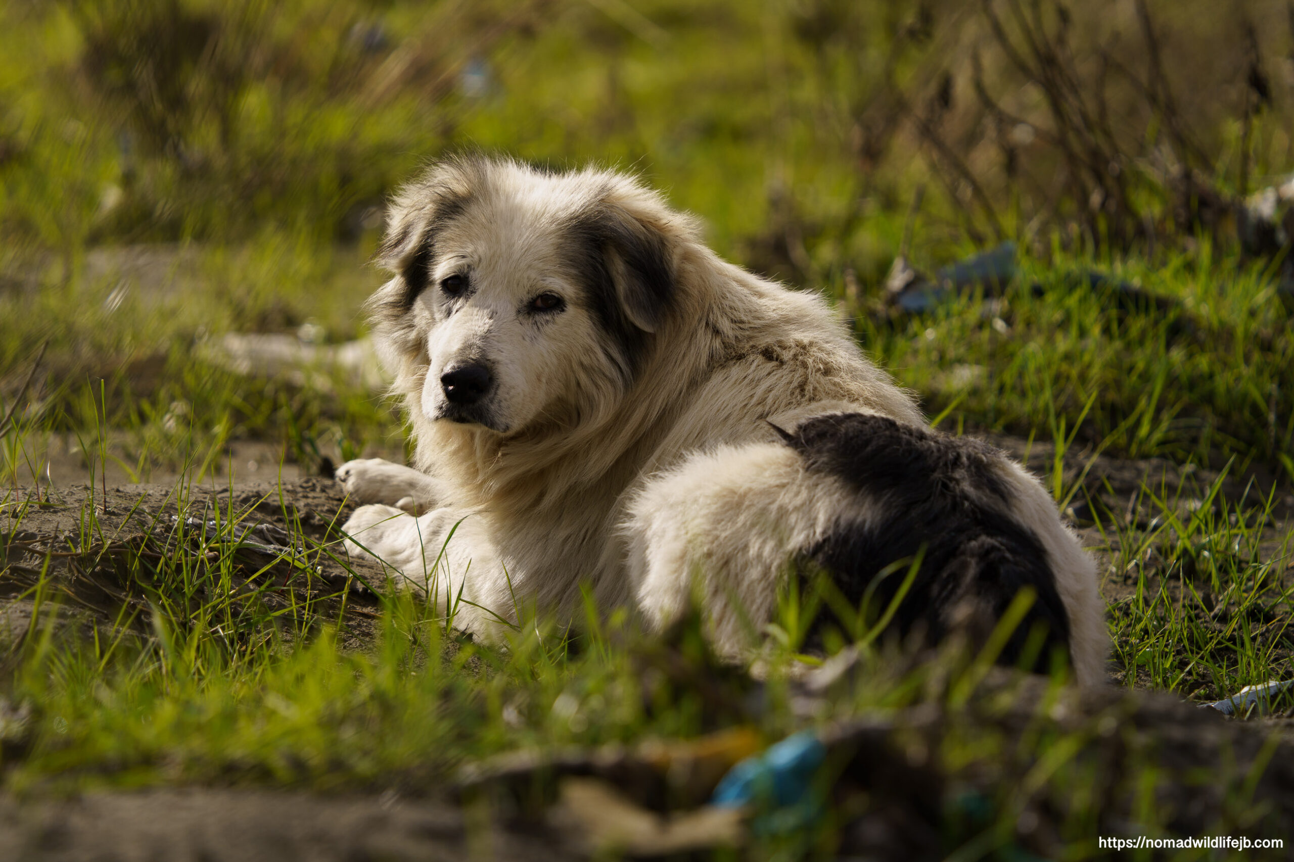 Relaxed street dog resting in grass in Tirana, Albania.