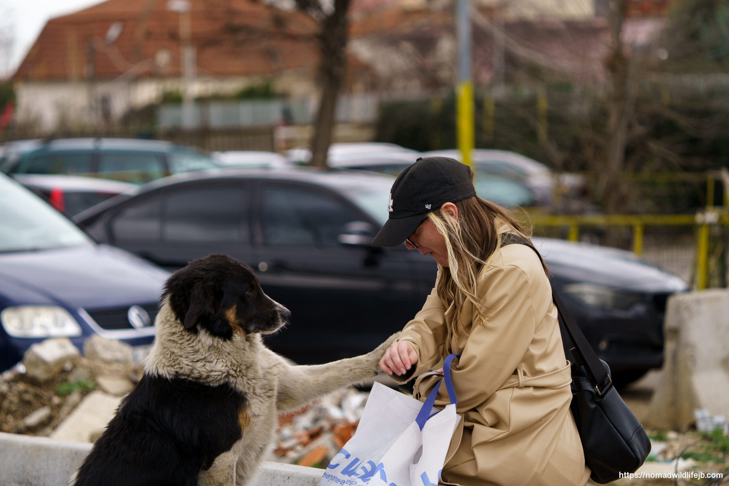Woman interacting with friendly street dog in Tirana, Albania.