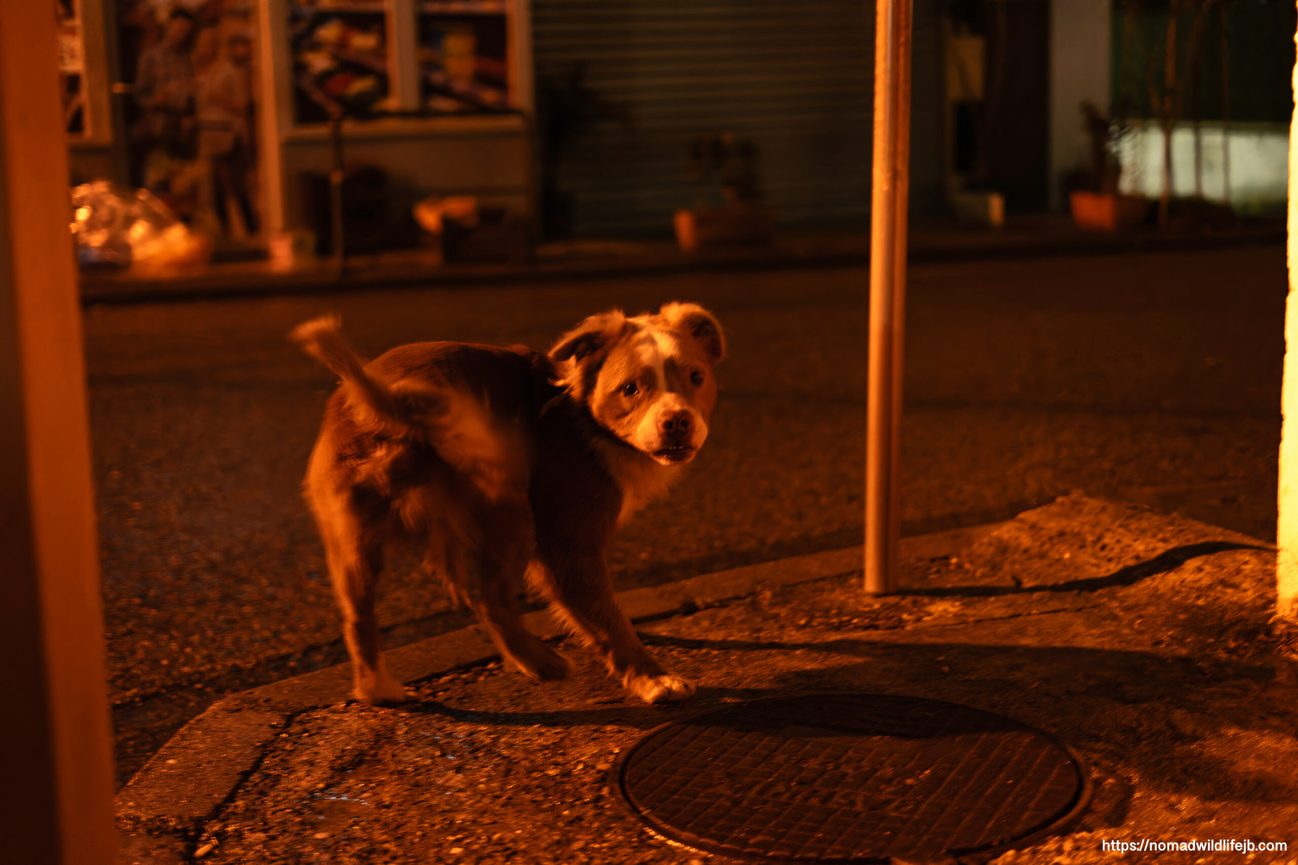Street dog illuminated by warm street lighting at night in Tirana, Albania.