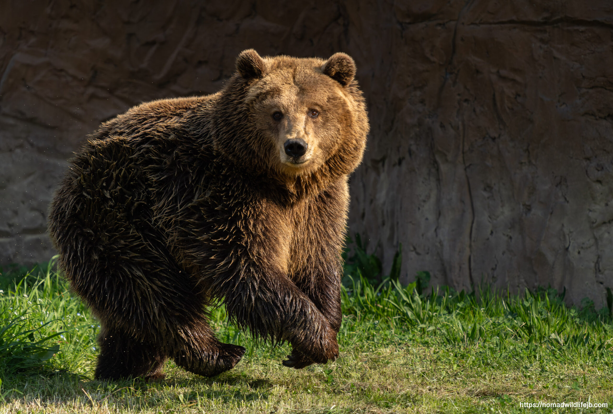 Large brown bear walking through grass at Tirana Zoo