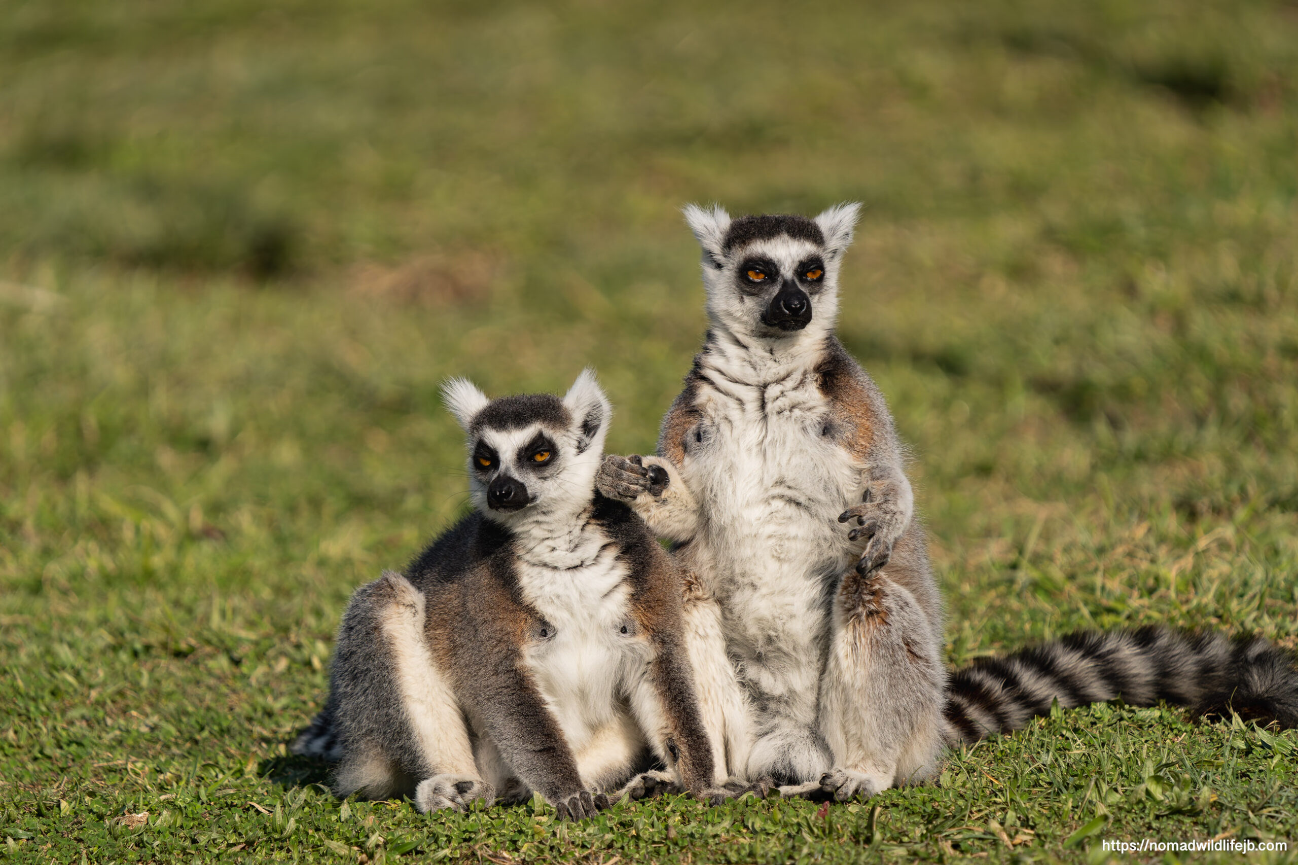 Two ring-tailed lemurs sitting upright watching visitors at Tirana Zoo