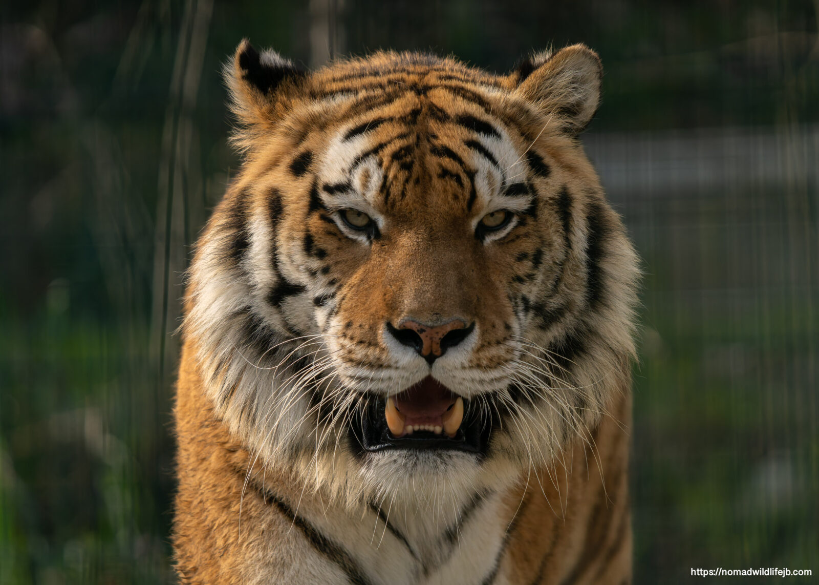 Orange Bengal tiger staring directly at the camera at the Tirana Zoo in Albania