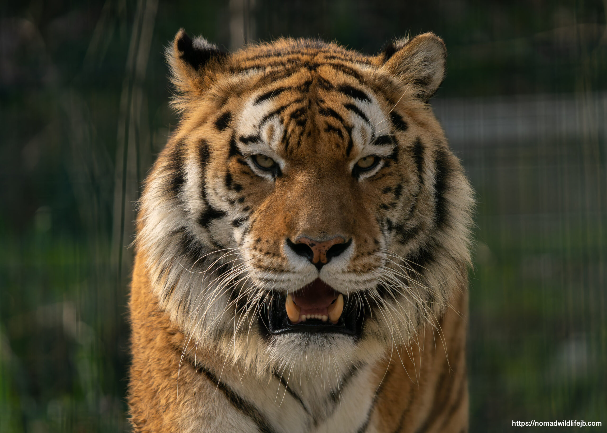 Orange Bengal tiger portrait at Tirana Zoo in Albania