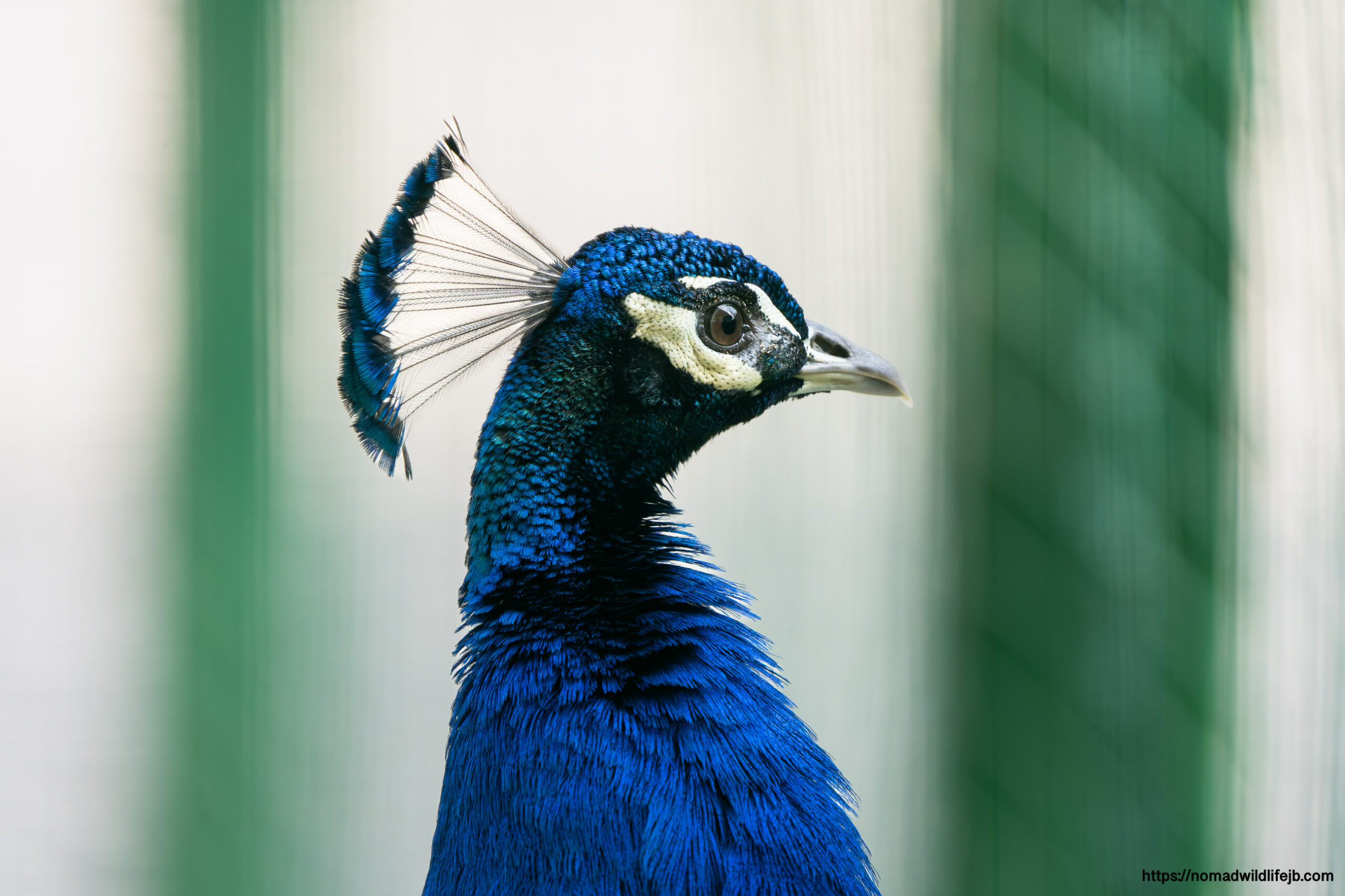 Peacock portrait at Tirana Zoo in Albania