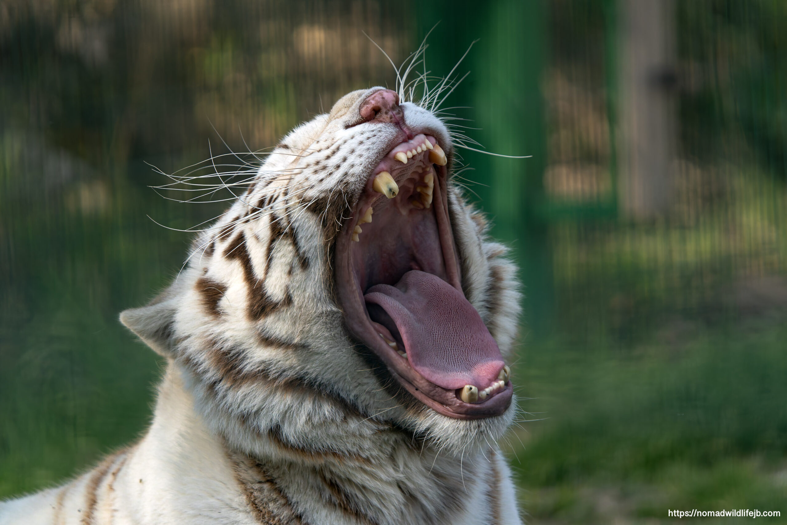 White Bengal tiger yawning at Tirana Zoo