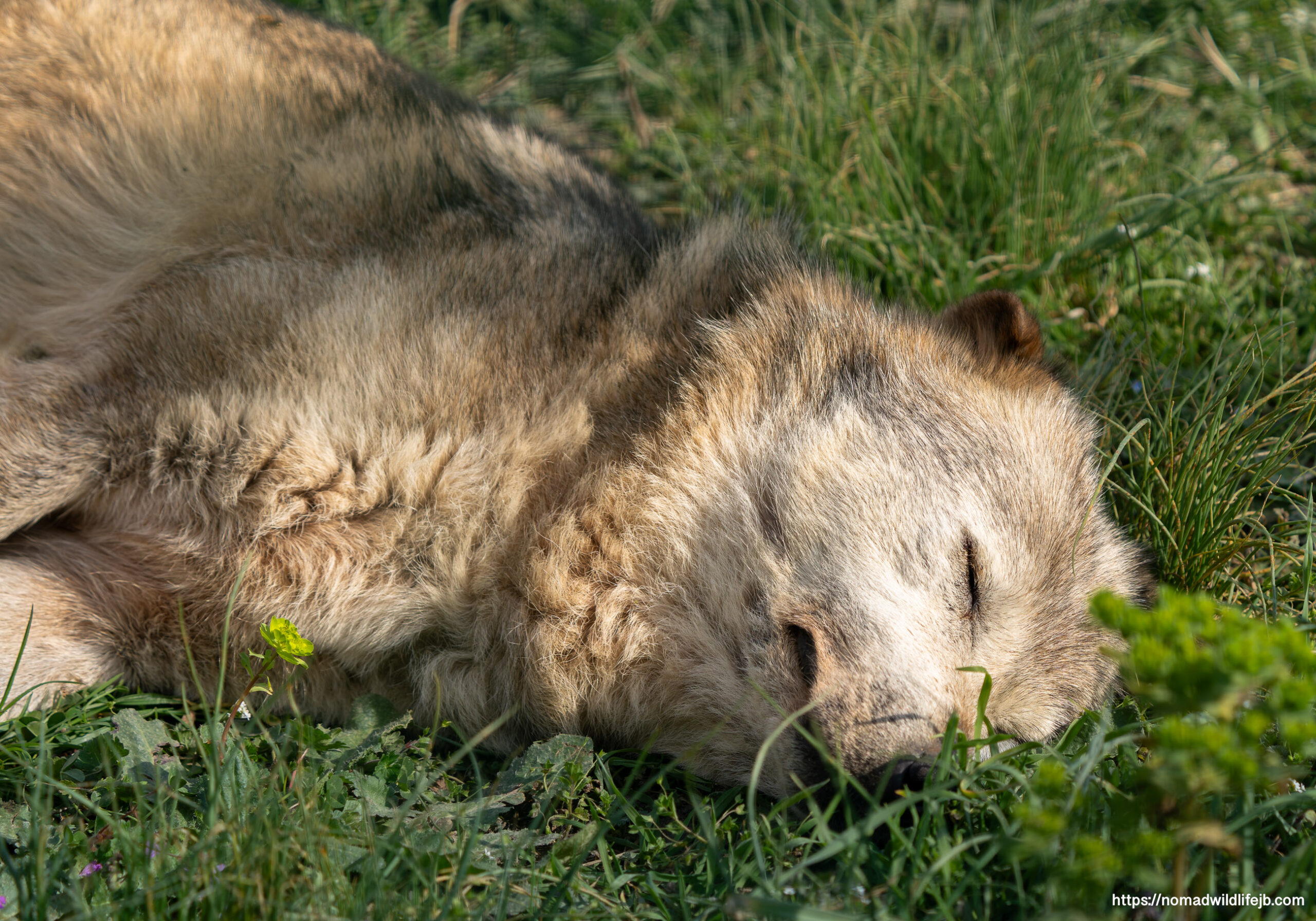 Sleeping wolf resting in the sun at Tirana Zoo