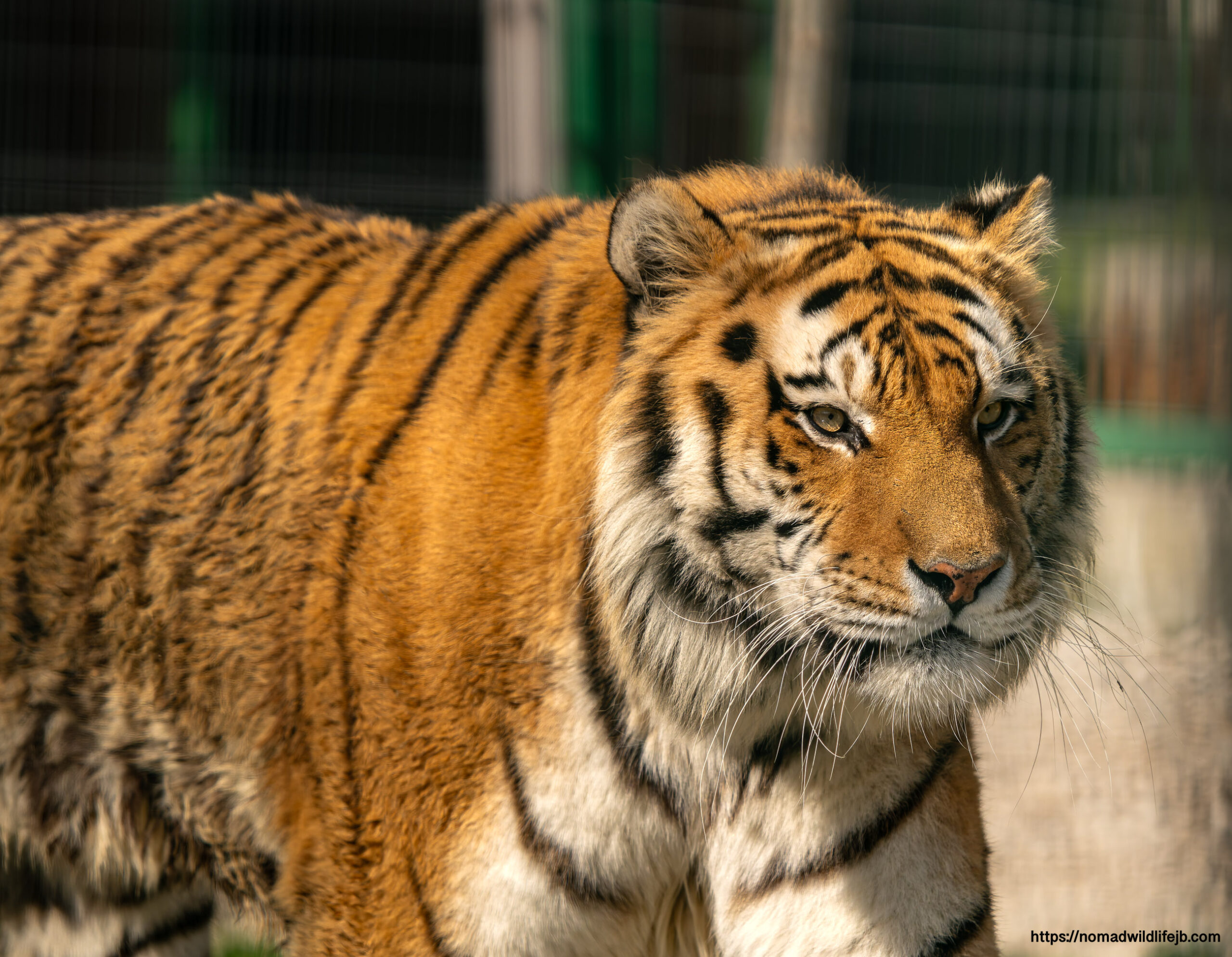 Orange Bengal tiger walking near the fence at Tirana Zoo