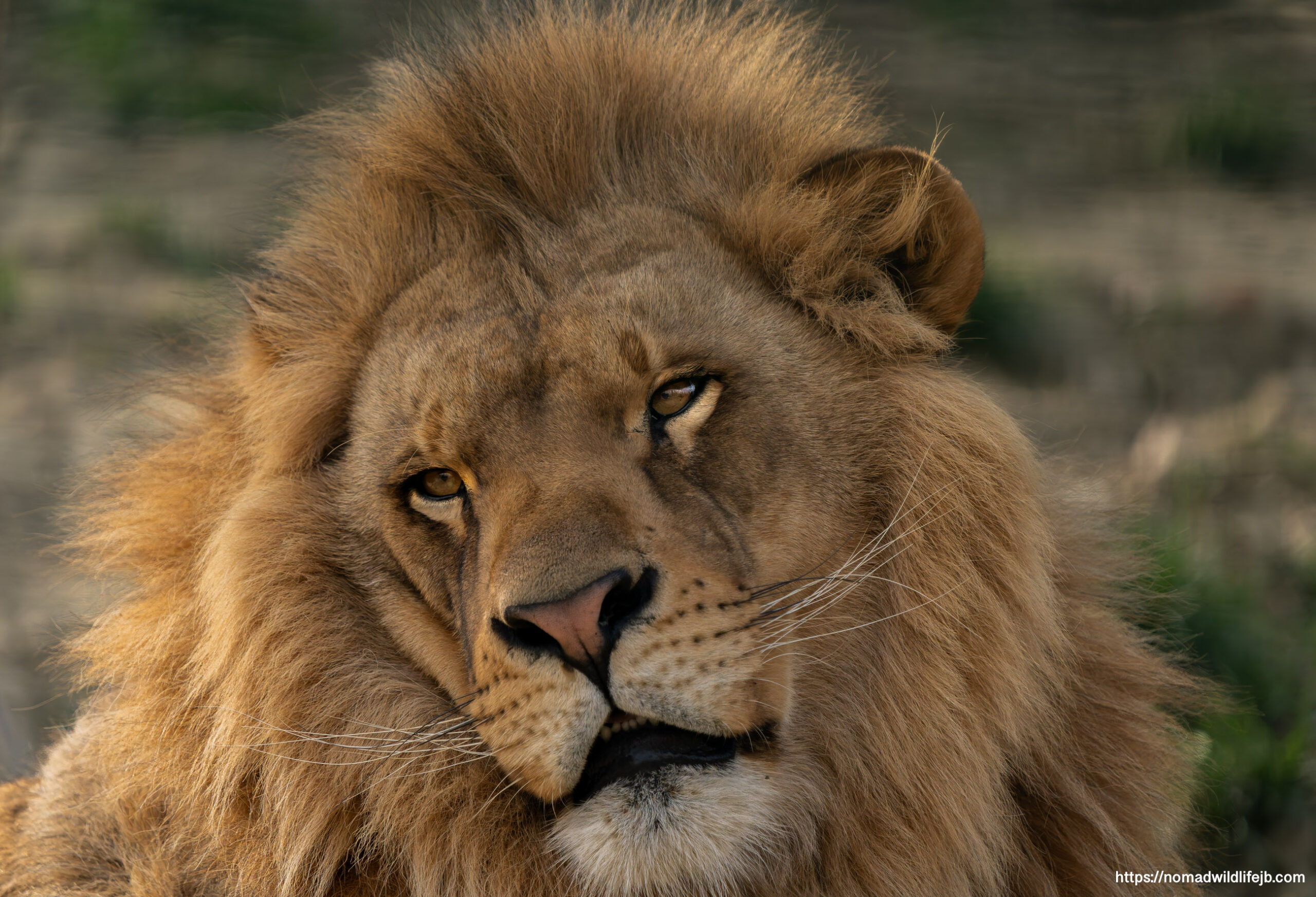 Male lion portrait at Tirana Zoo