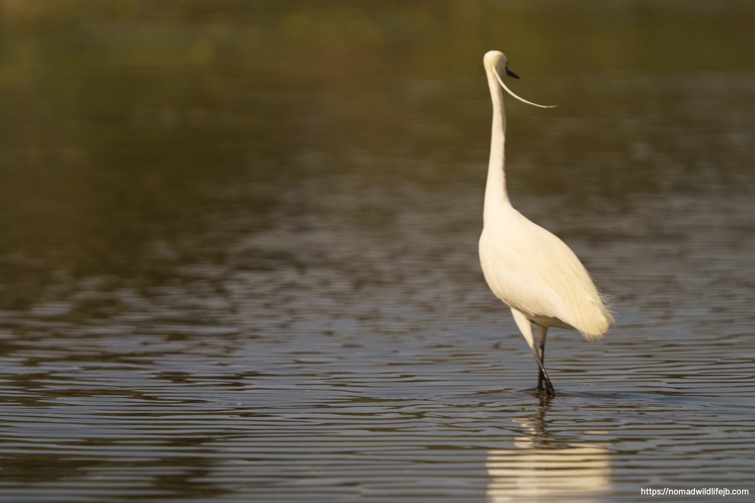 Little egret standing in shallow water at Karavasta Lagoon