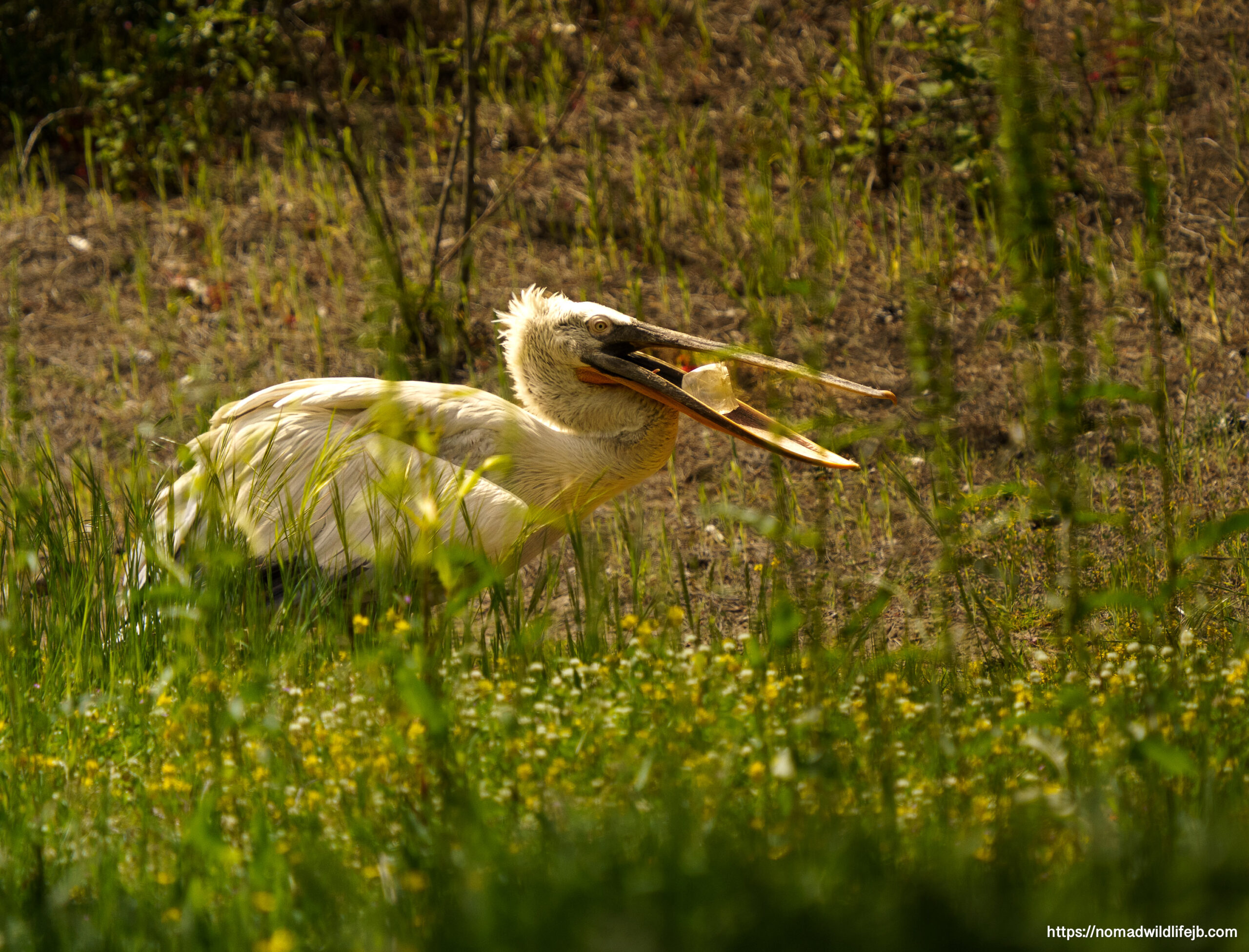 Dalmatian pelican holding plastic bottle in its beak in Karavasta Lagoon