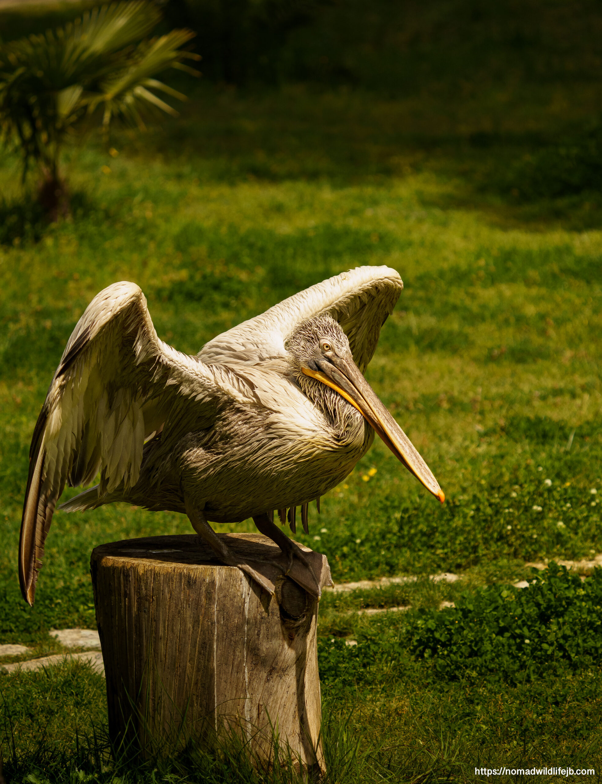 Dalmatian pelican resting with wings partially open in Karavasta Lagoon