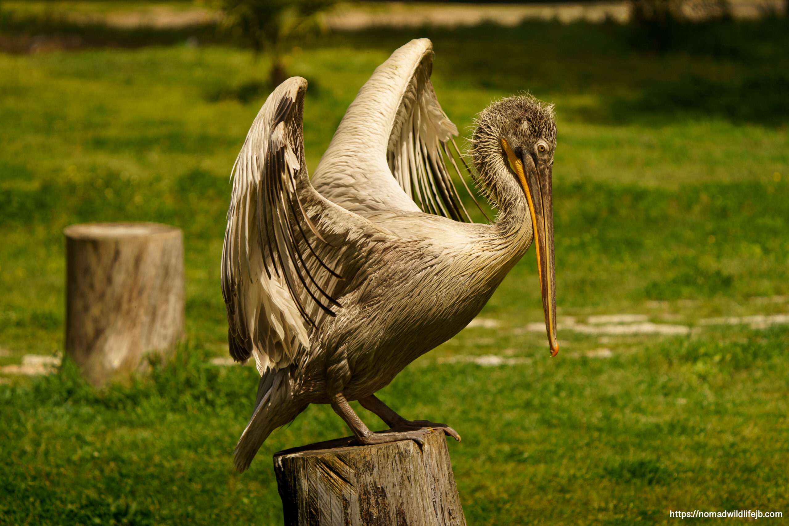 Dalmatian pelican perched with wings partially extended