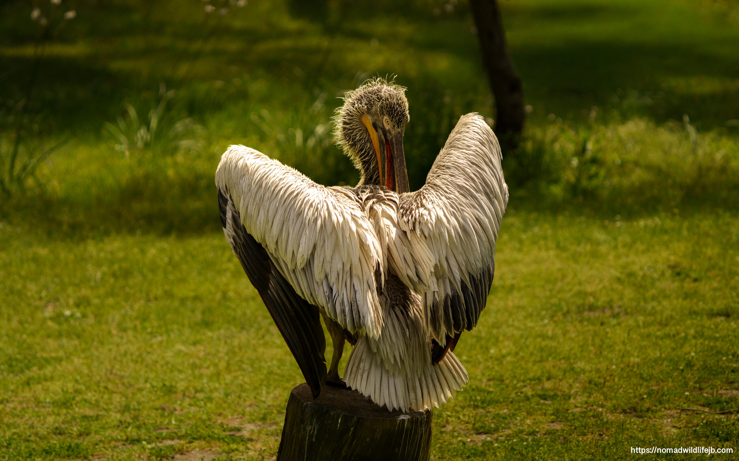 Dalmatian pelican displaying full wingspan