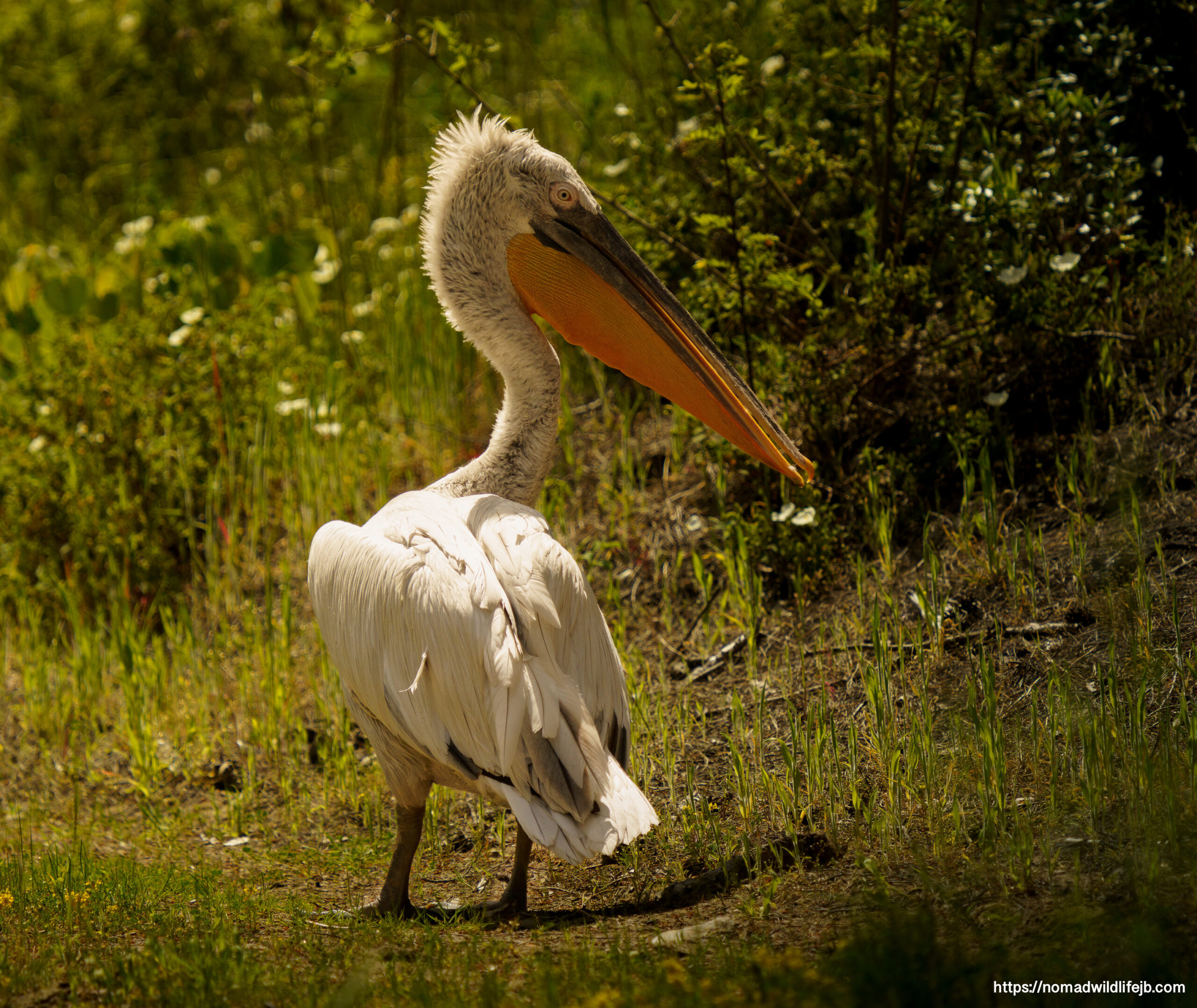 Close portrait of Dalmatian pelican in natural habitat