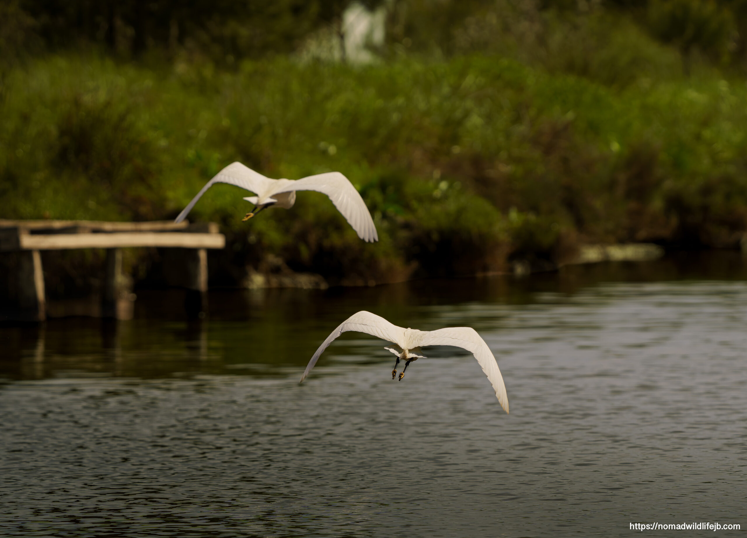 Two little egrets flying low over water in synchrony
