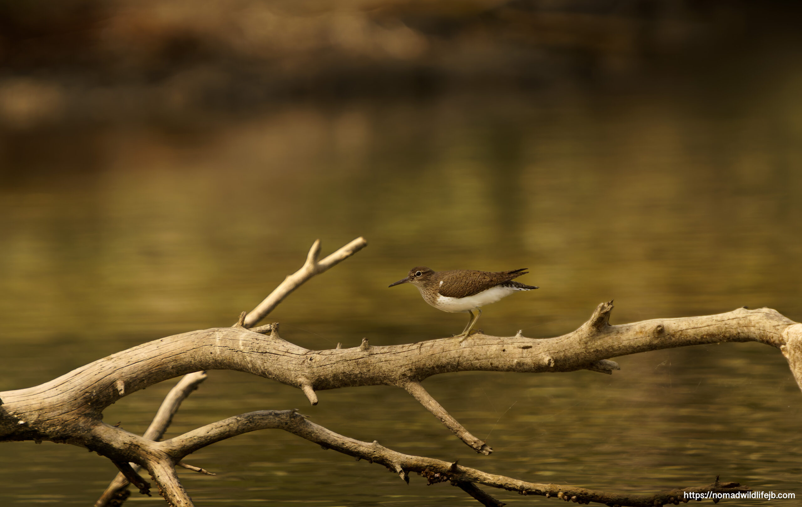 Sandpiper perched on driftwood over lagoon water