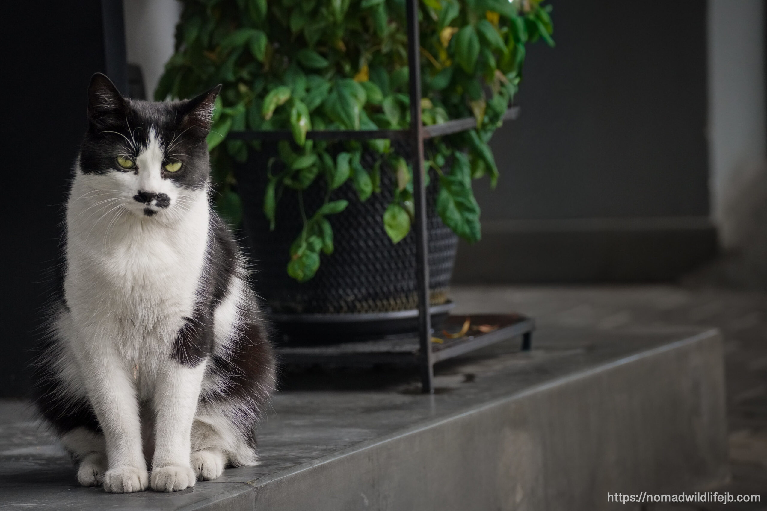 A black and white street cat sits quietly beside a potted plant in Tirana, Albania.