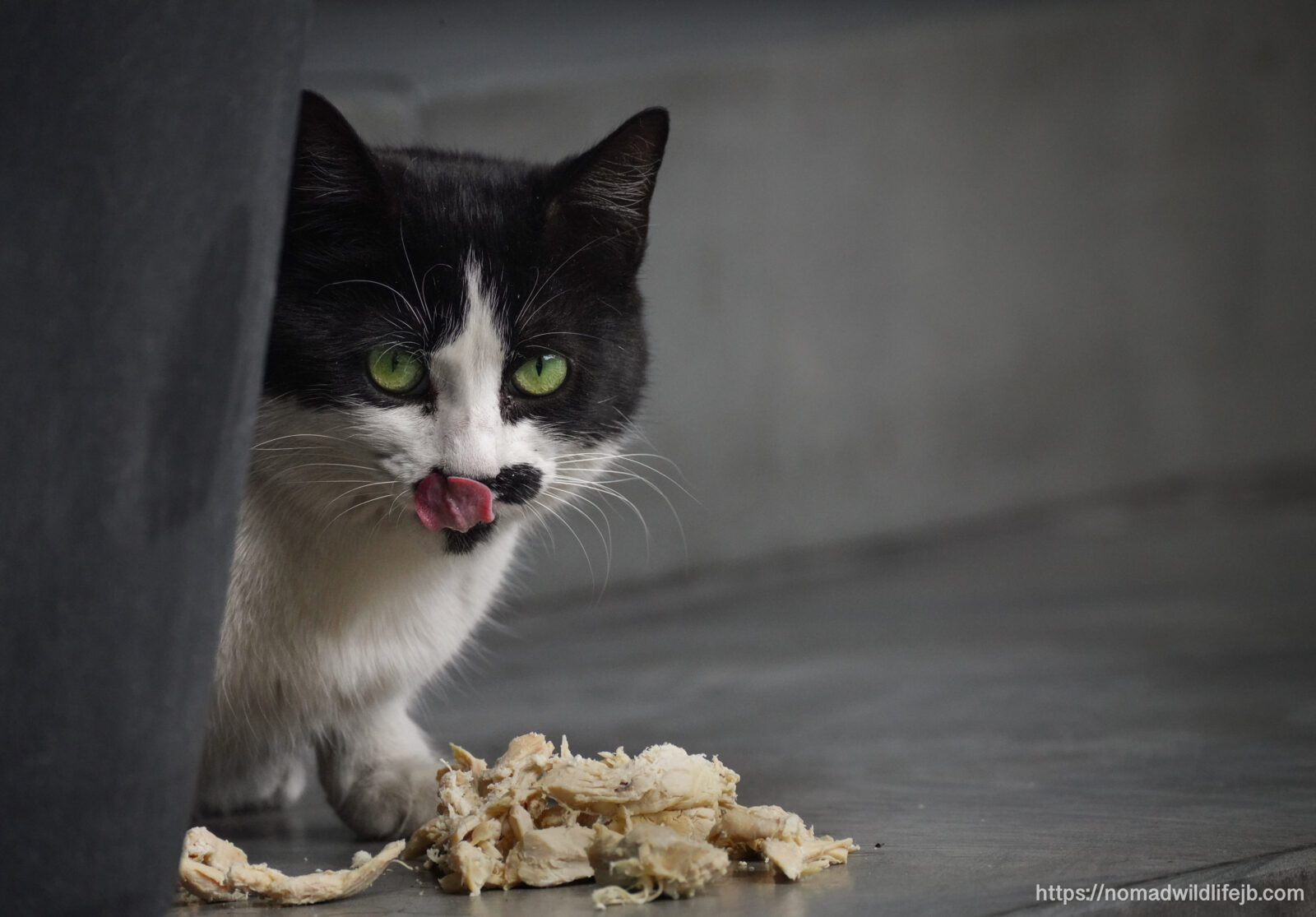 A street cat pauses while eating pieces of chicken beside a sidewalk in Tirana, Albania.
