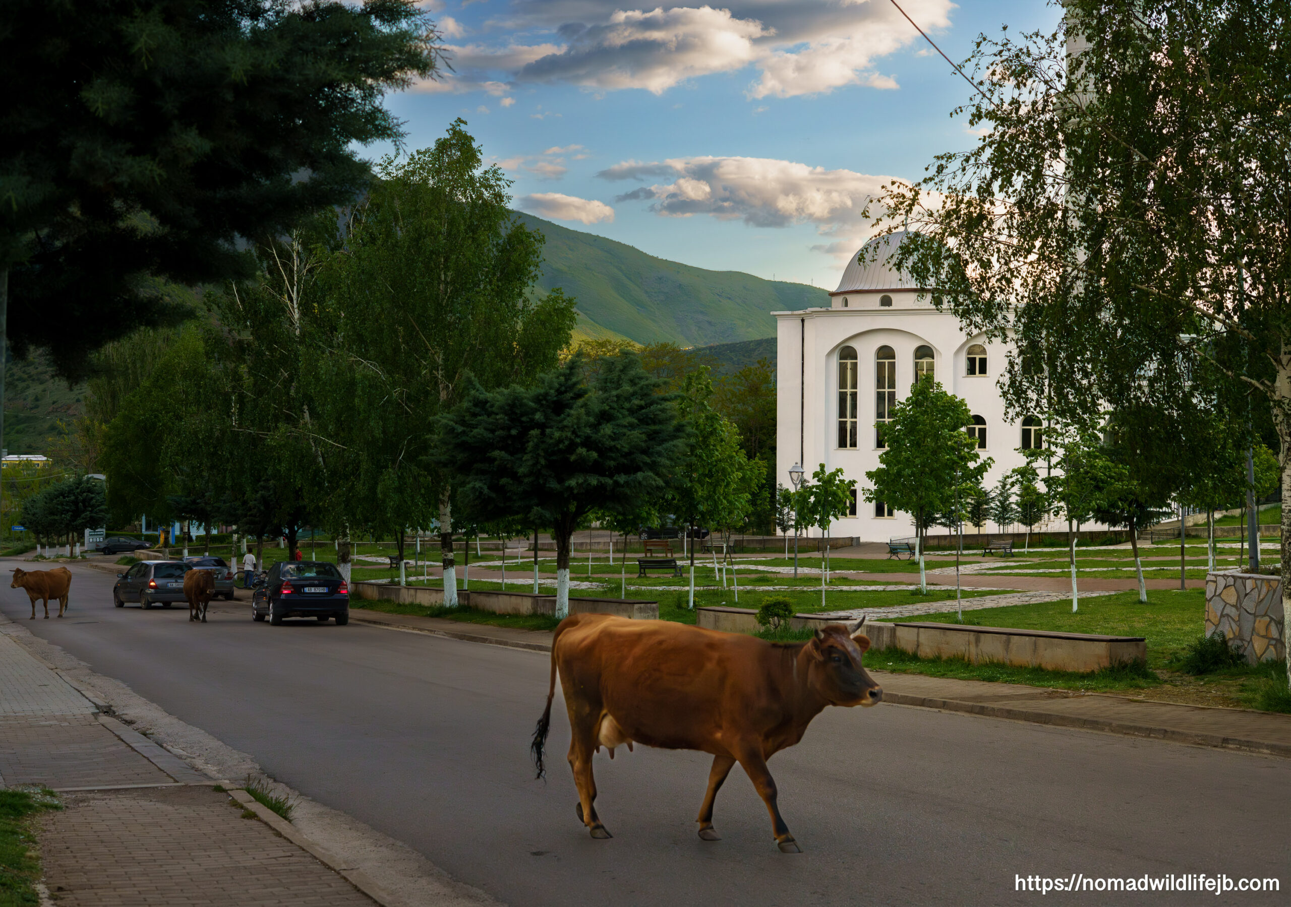 Cows in the Road in Bulqizë Cows walking along a road in Bulqizë, Albania, with mountains and a white building in the background.