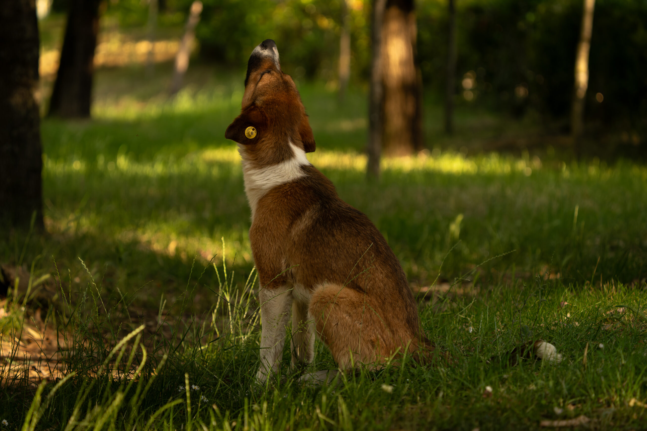A street dog sits quietly in the forest beside Tirana Lake while looking upward through the trees.
