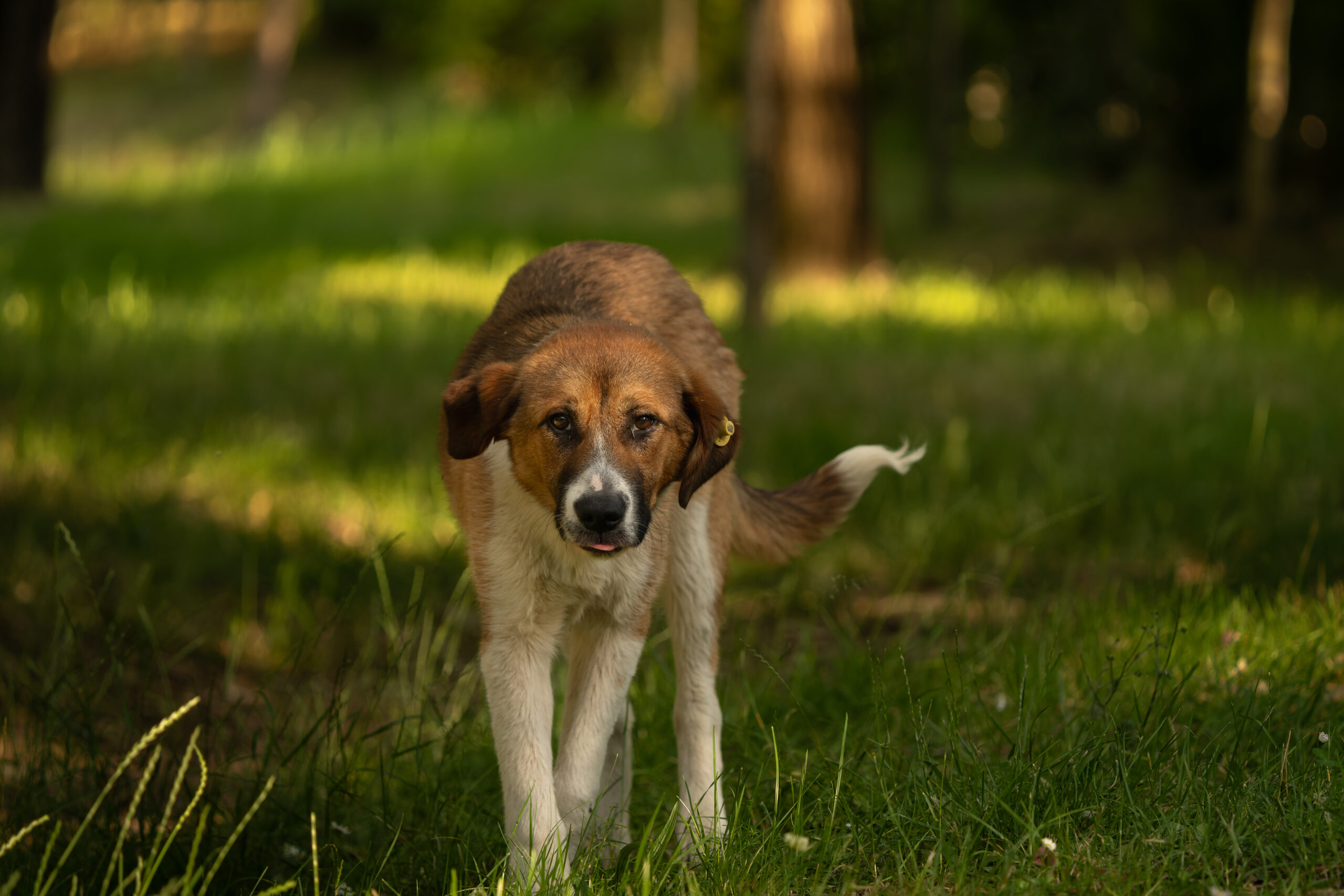 A street dog walks through the forested area beside Tirana Lake while looking toward the camera.