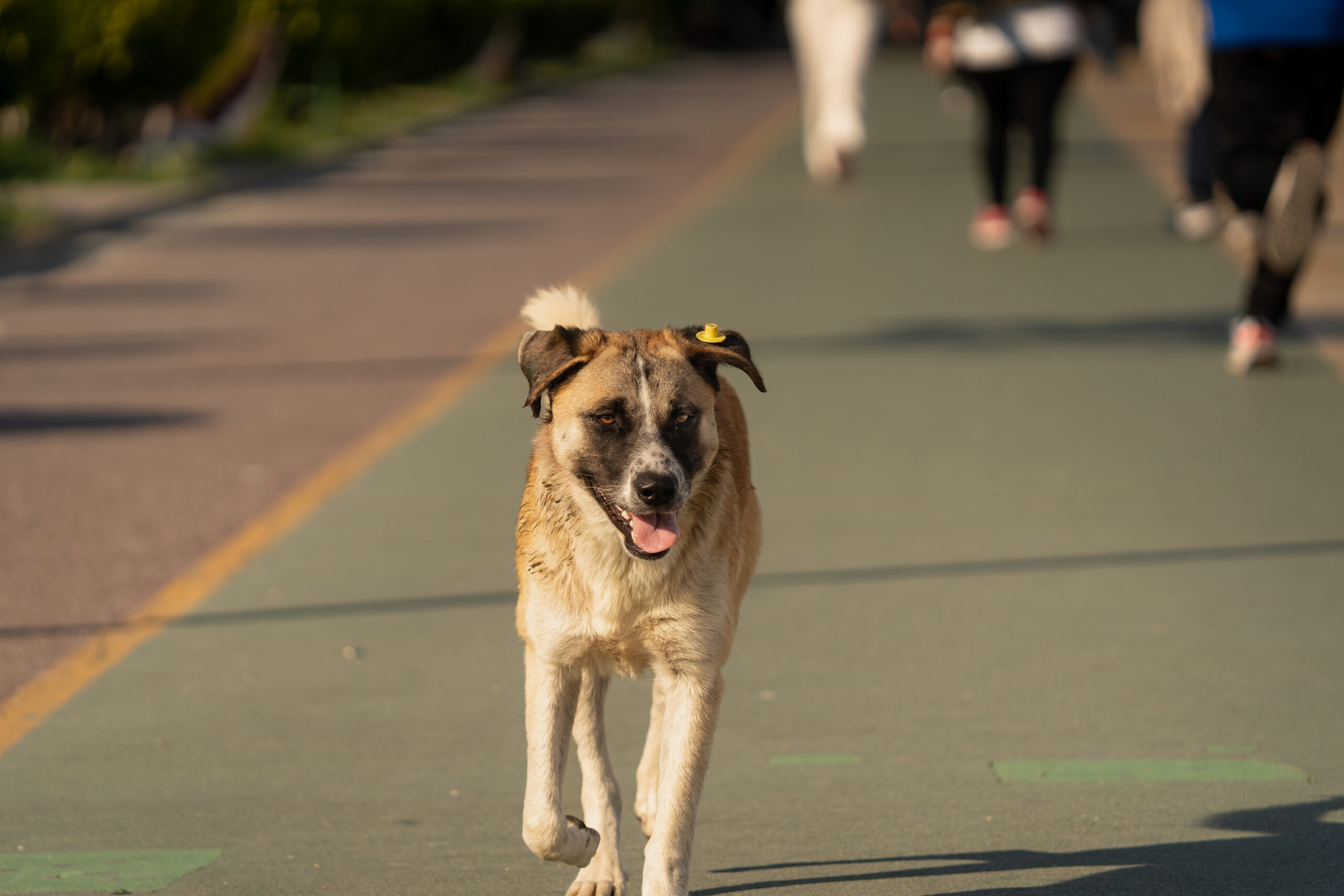 A street dog jogs along a walking path at Tirana Lake while people move through the background.