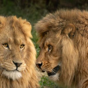 Fine Art Prints
