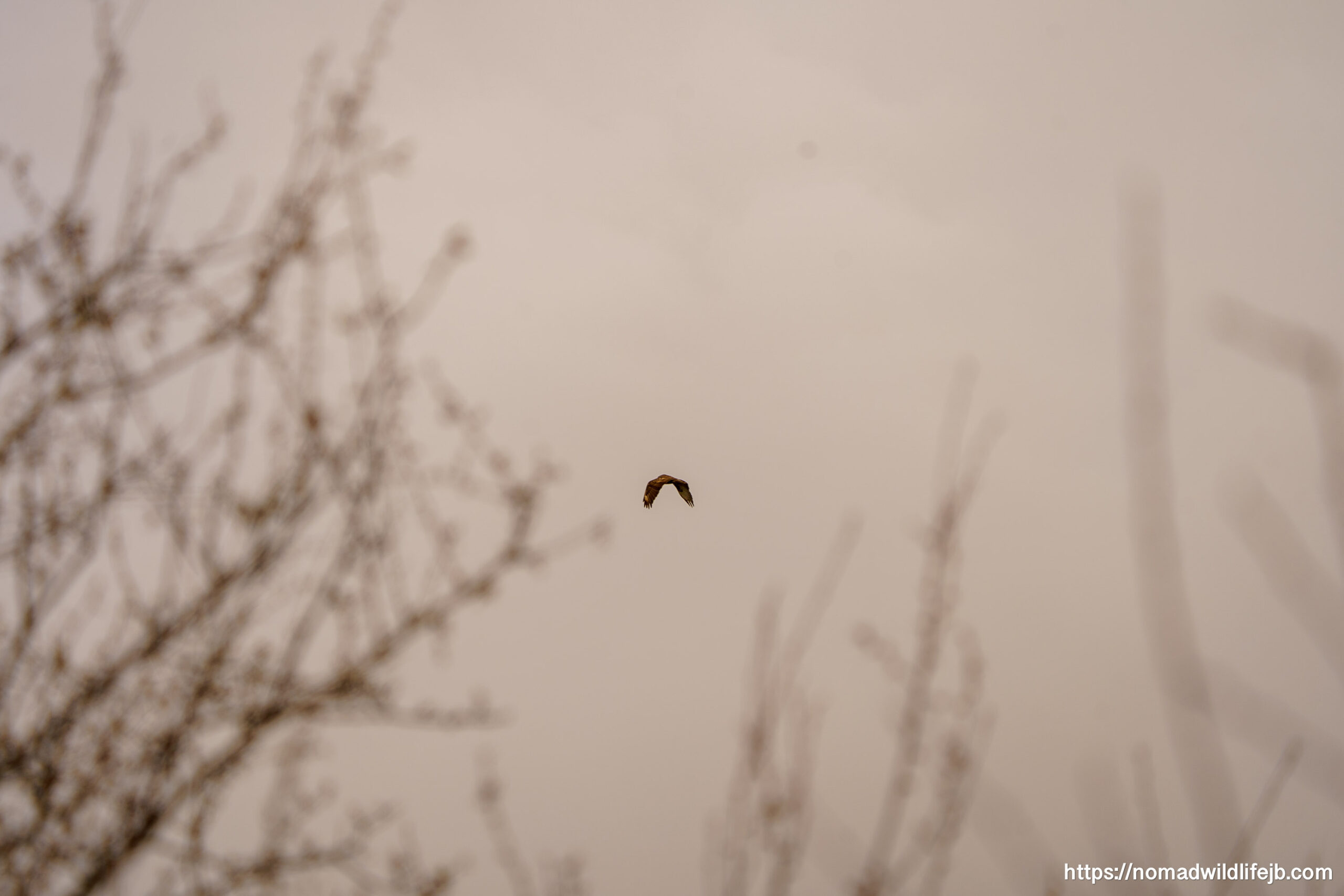 Raptor Over the Mountain Fog A distant bird of prey flying through foggy mountain air near Bulqizë, Albania.