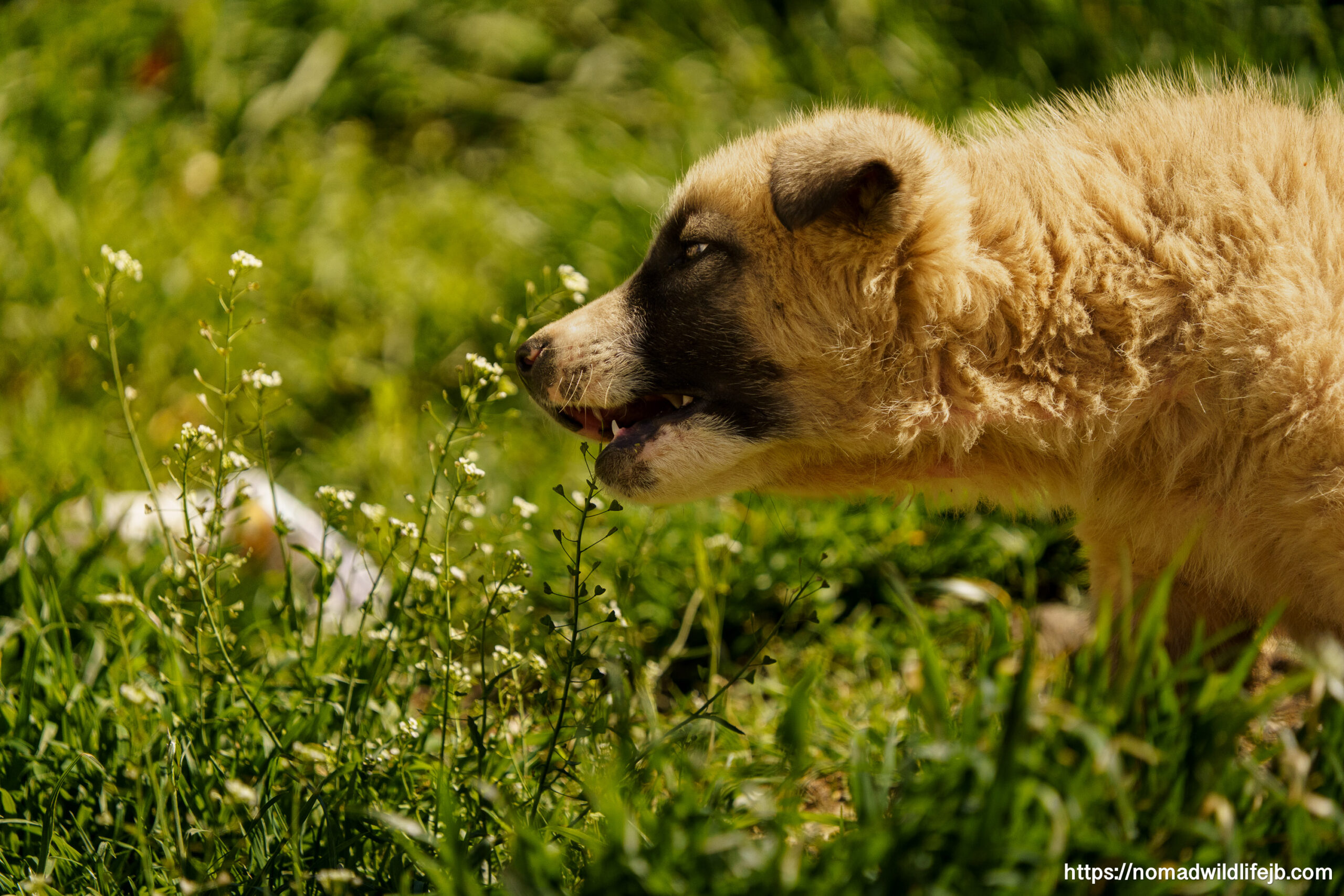 Mountain Puppy in Bulqizë A young dog standing in green grass and wildflowers in Bulqizë, Albania.