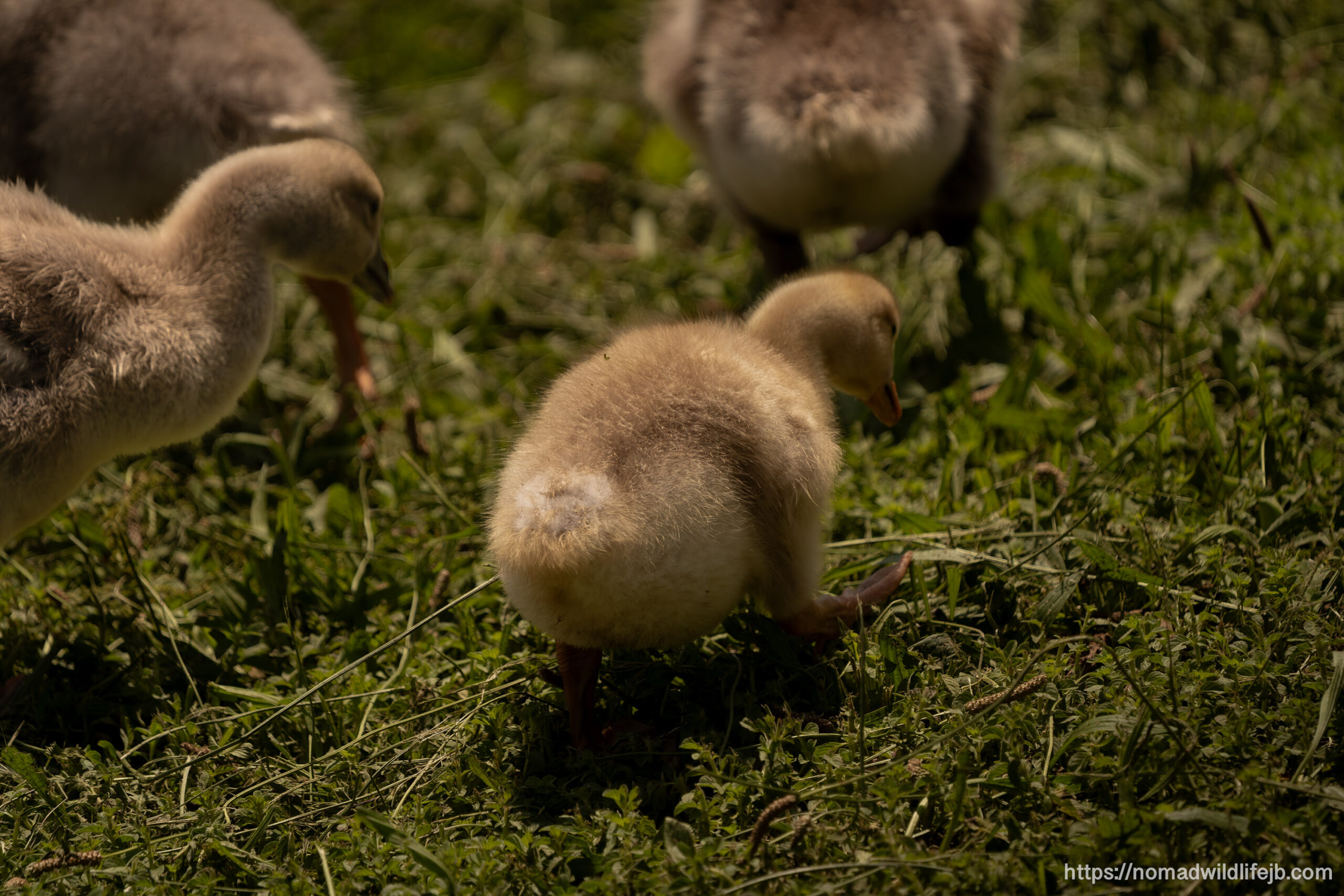 Young goslings walk through the grass at Tirana Lake during spring in Tirana, Albania.